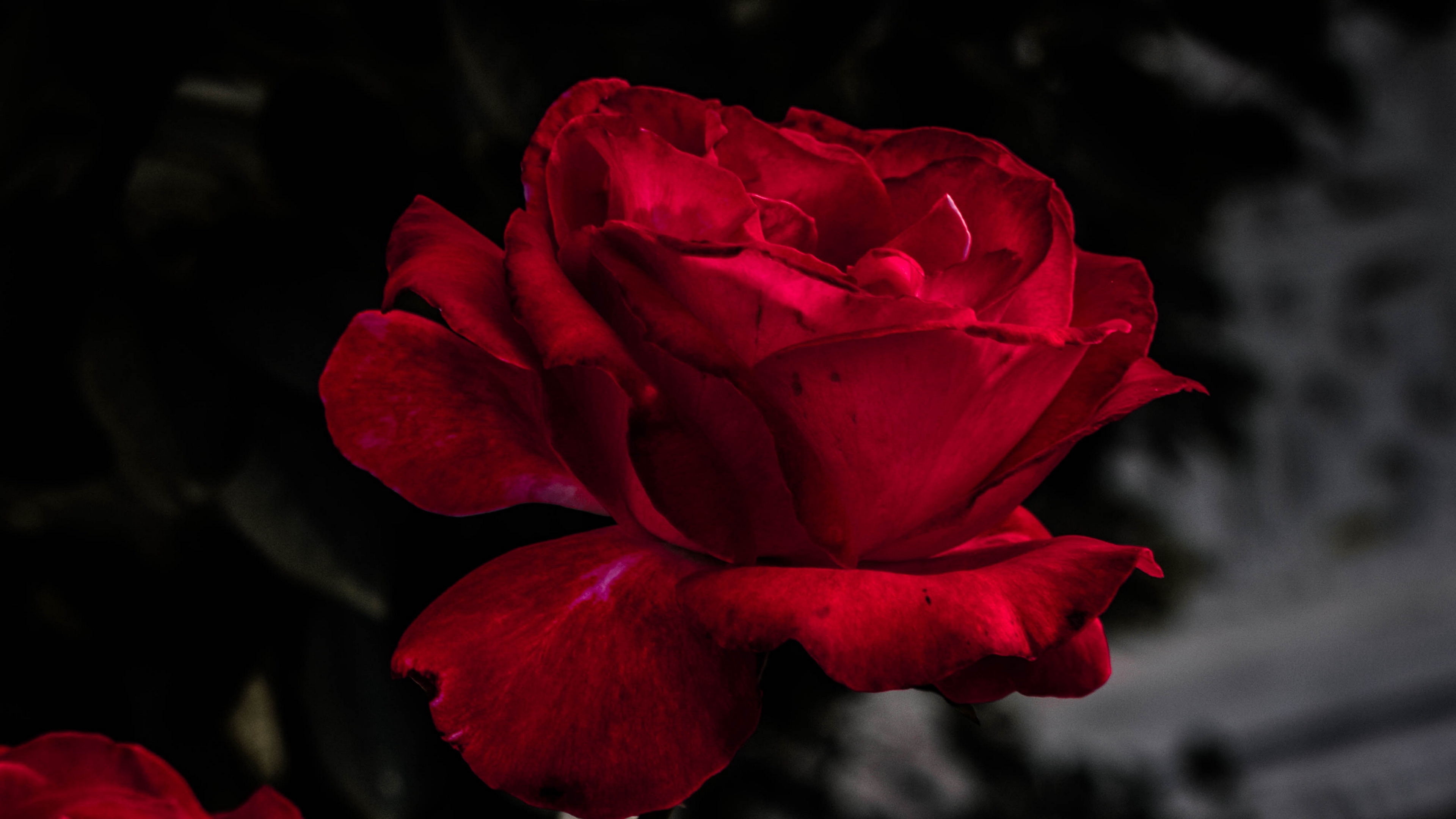 Wallpaper 4k rose, red, bud, bloom, garden 4k Wallpaper