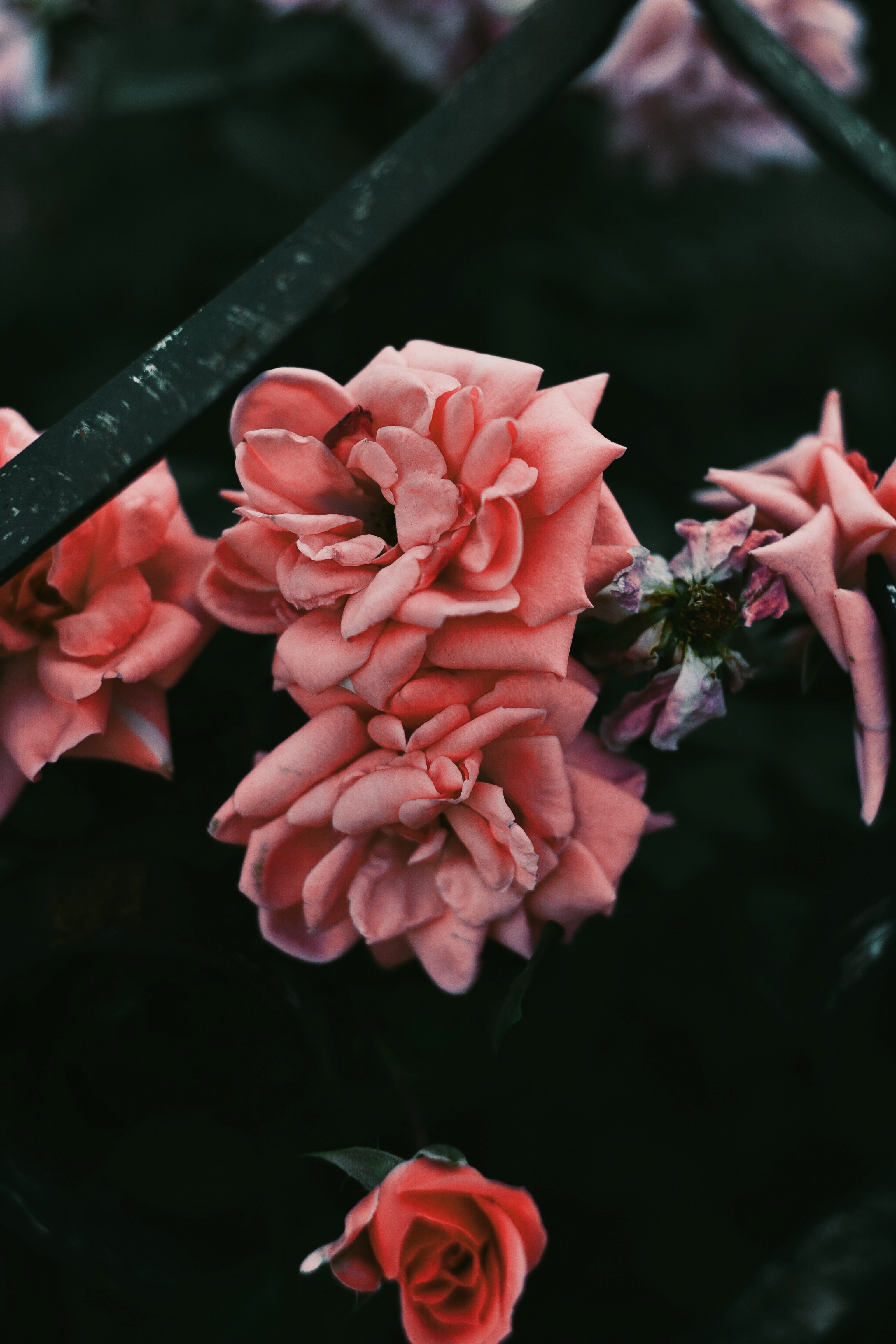 Wallpaper / flower rose garden and pink HD 4k wallpaper free download