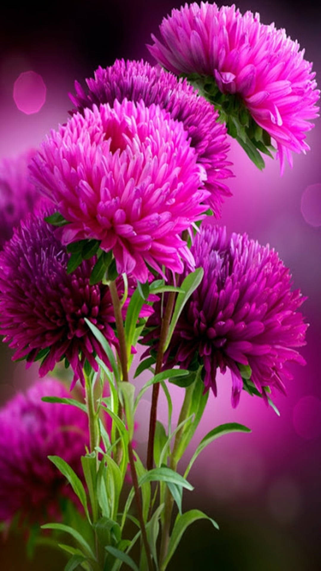 Download Pink Aster Flower Mobile Wallpaper