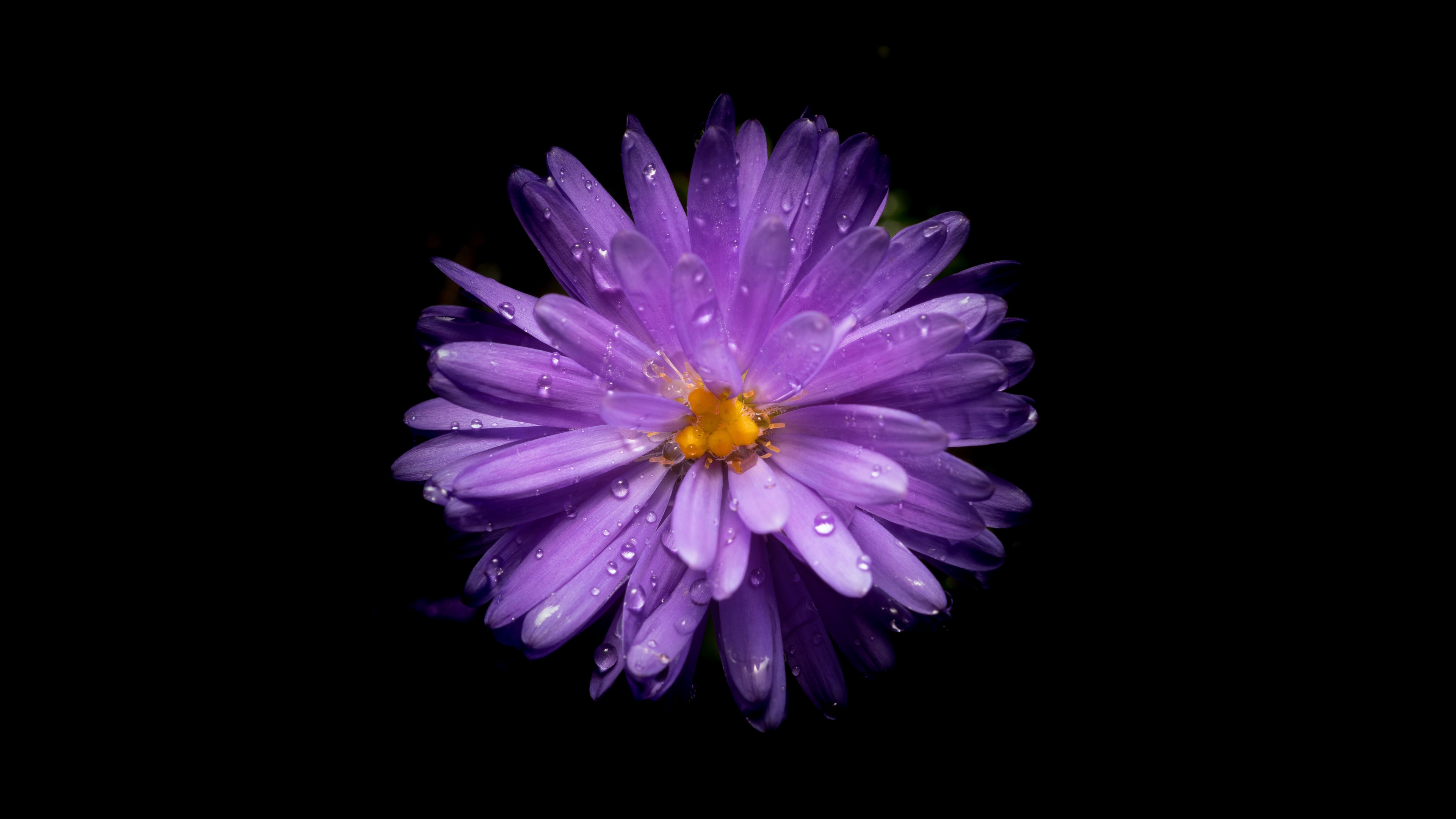 Aster flower Wallpaper 4K, Purple