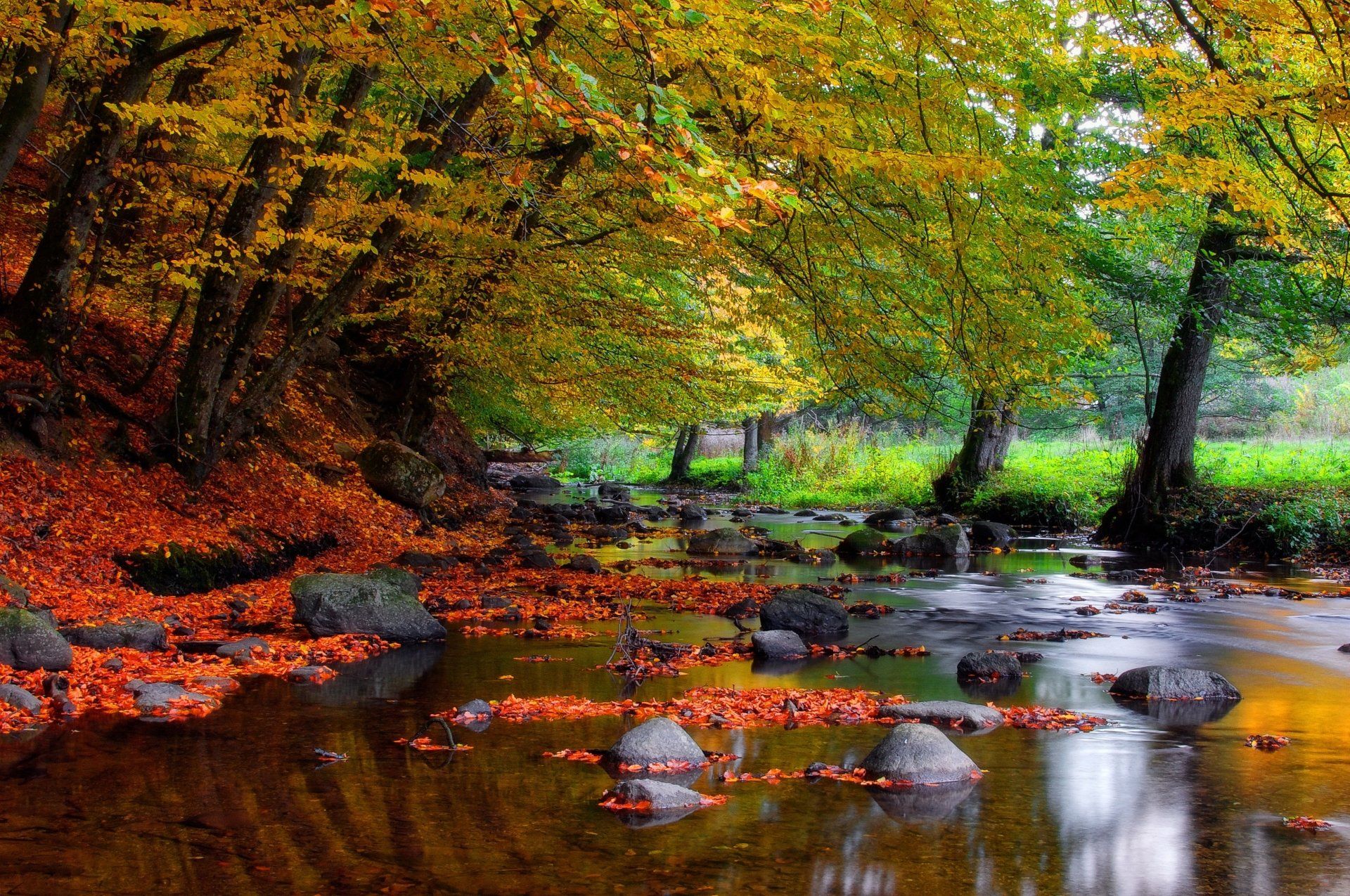 Autumn Forest Stream Earth Stream