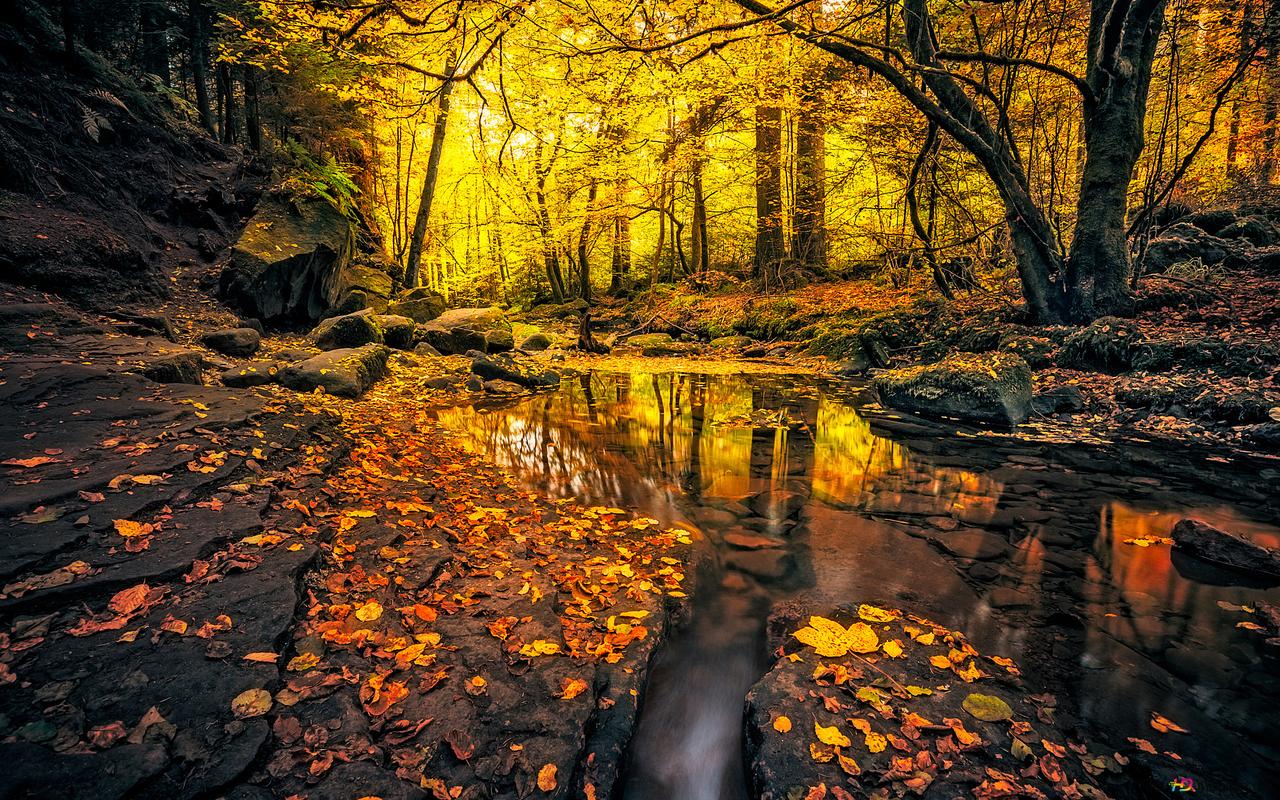 Autumn Forest Stream 2K wallpaper download
