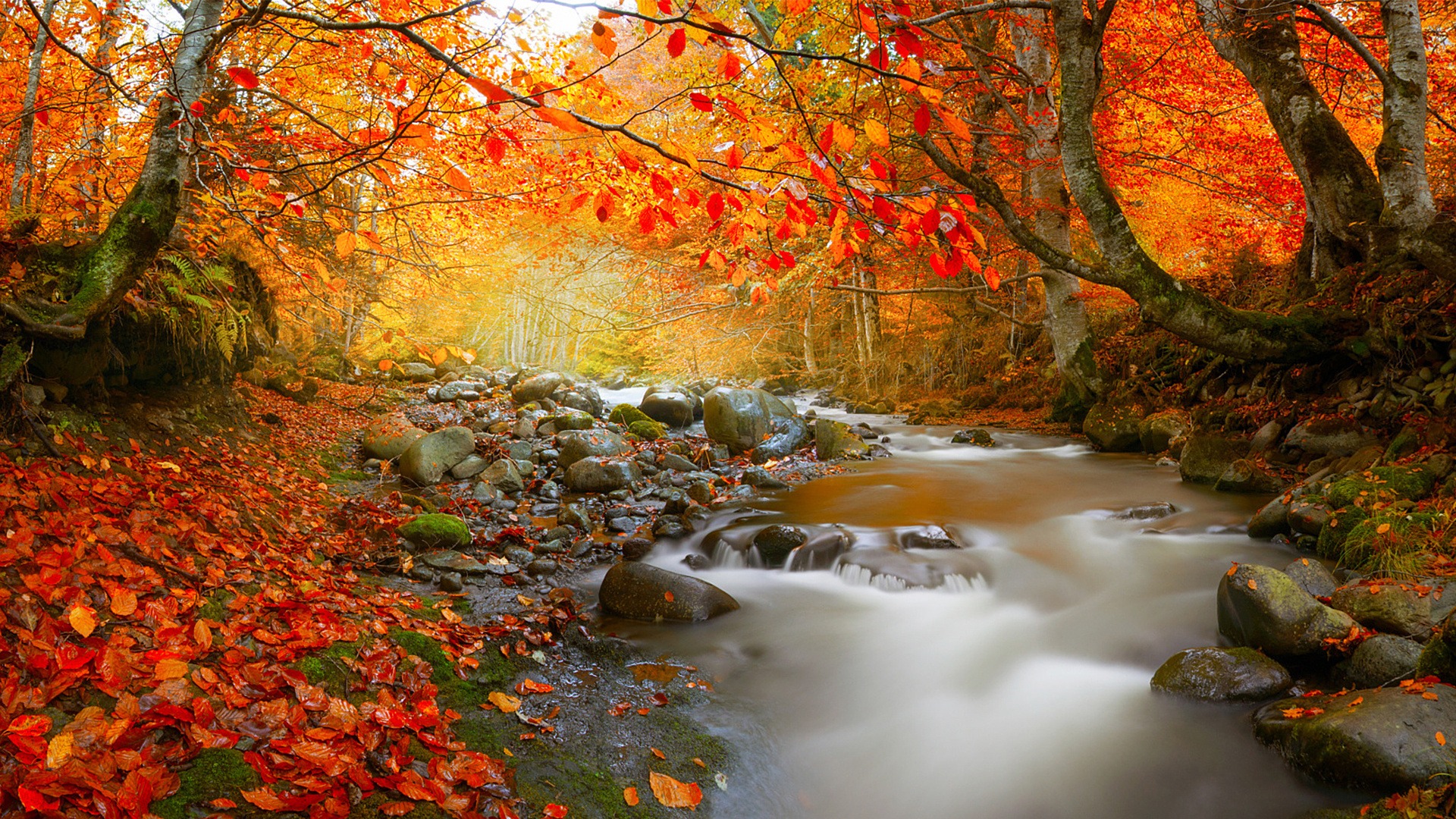 Stream In Autumn Deciduous Forest Nature High Quality Wallpaper