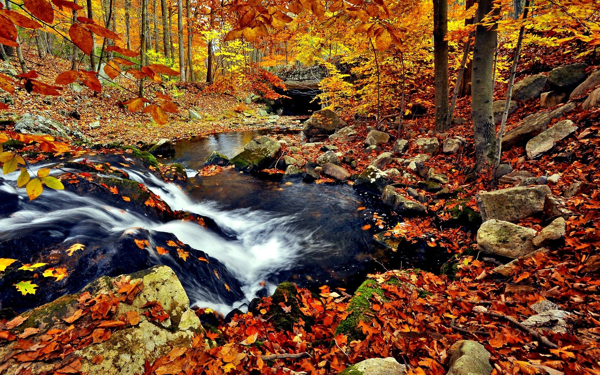 Autumn Forest Wallpaper
