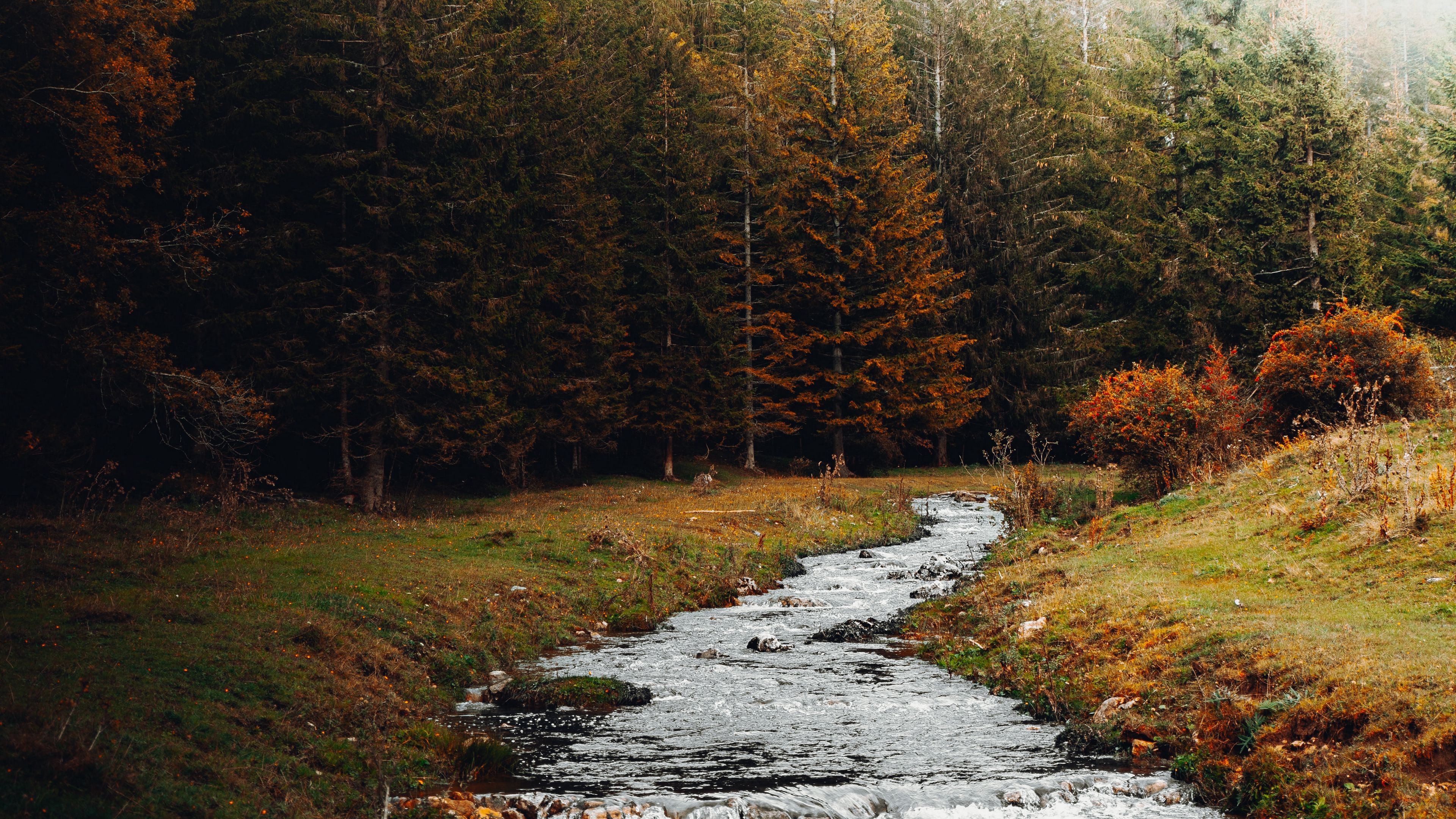 Download wallpaper 3840x2160 stream, forest, trees, autumn, landscape 4k uhd 16:9 HD background