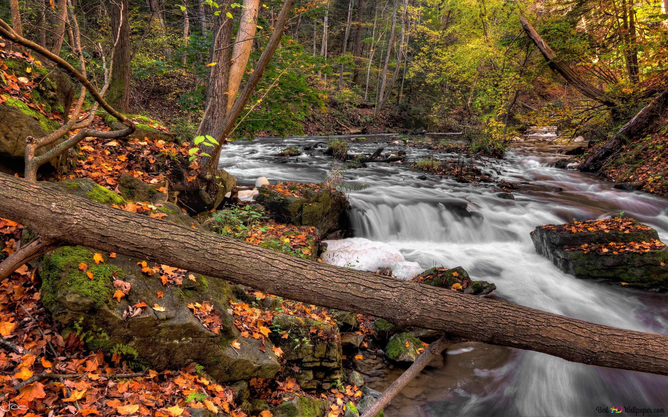 Forest stream 4K wallpaper download
