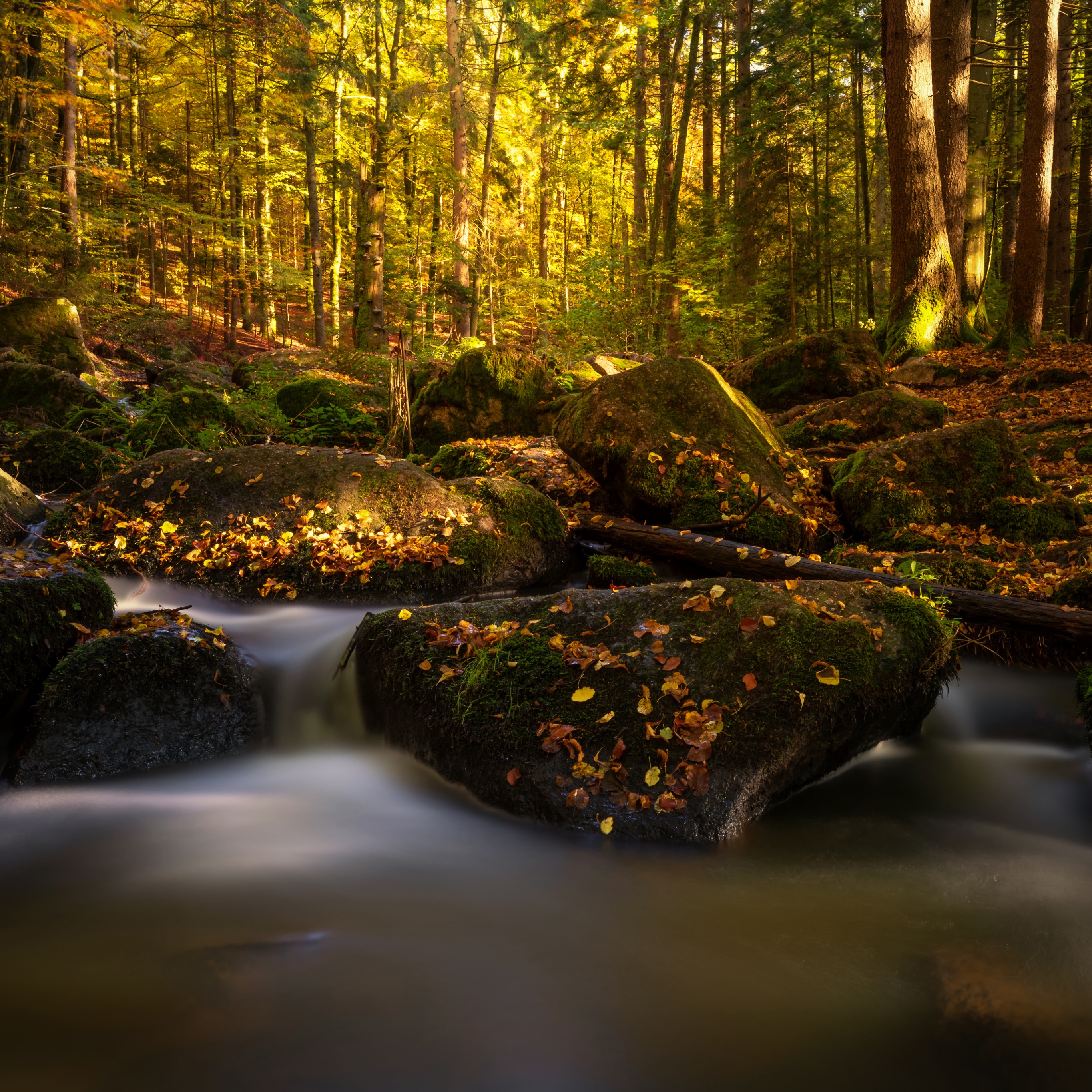 Forest Wallpaper 4K, Water Stream, Autumn