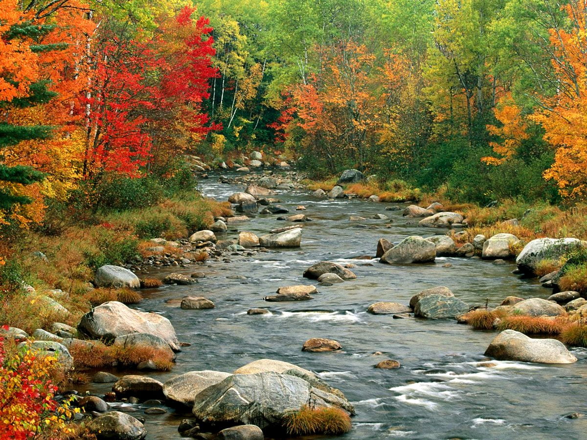 Autumn, Stream, Nature background. Download Free picture