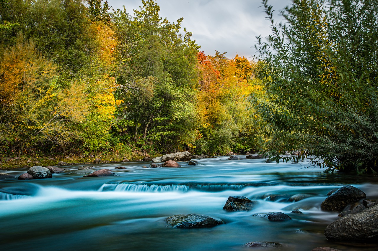 Stream Autumn Forest