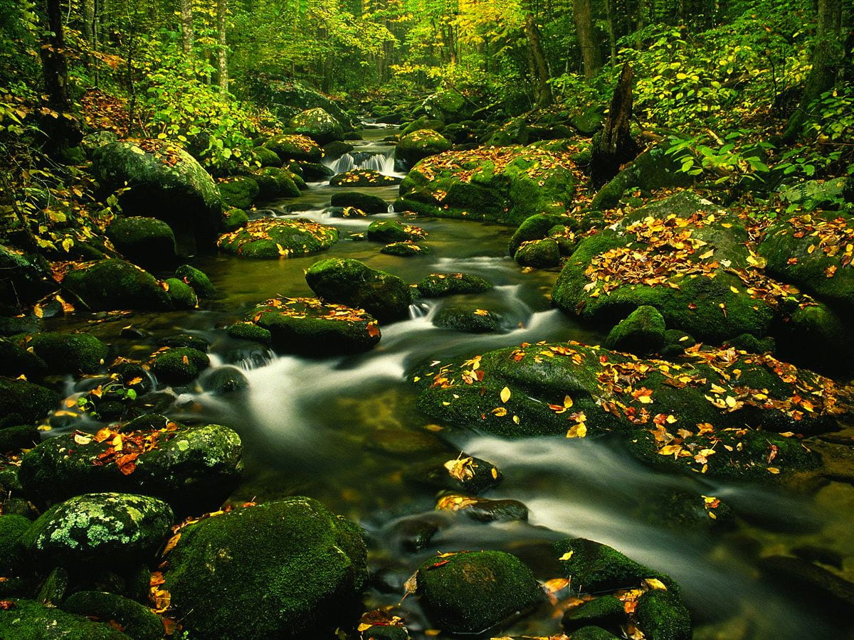 Nature, River, Stream picture. Best Free image