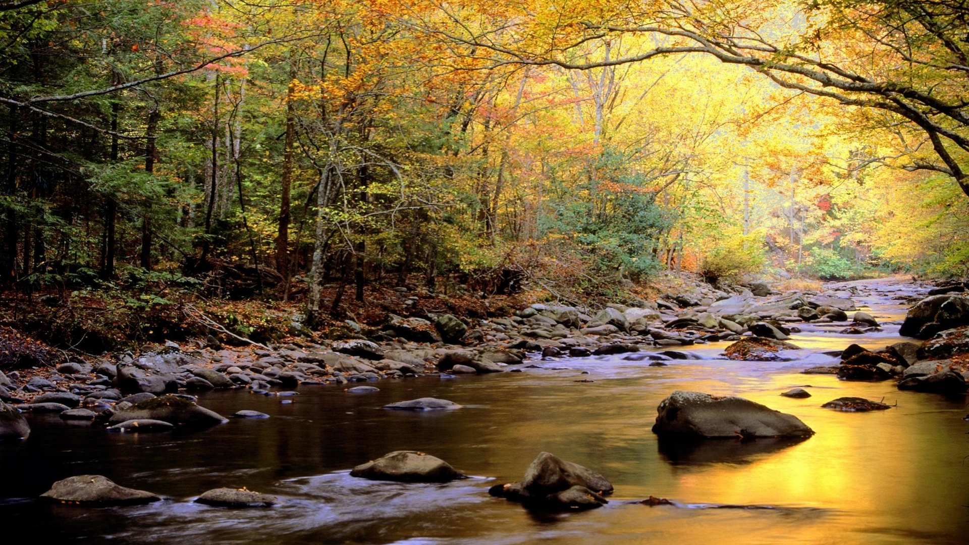 Wallpaper / forest, stream, rocks, autumn, golden, nature, beautiful, trees free download