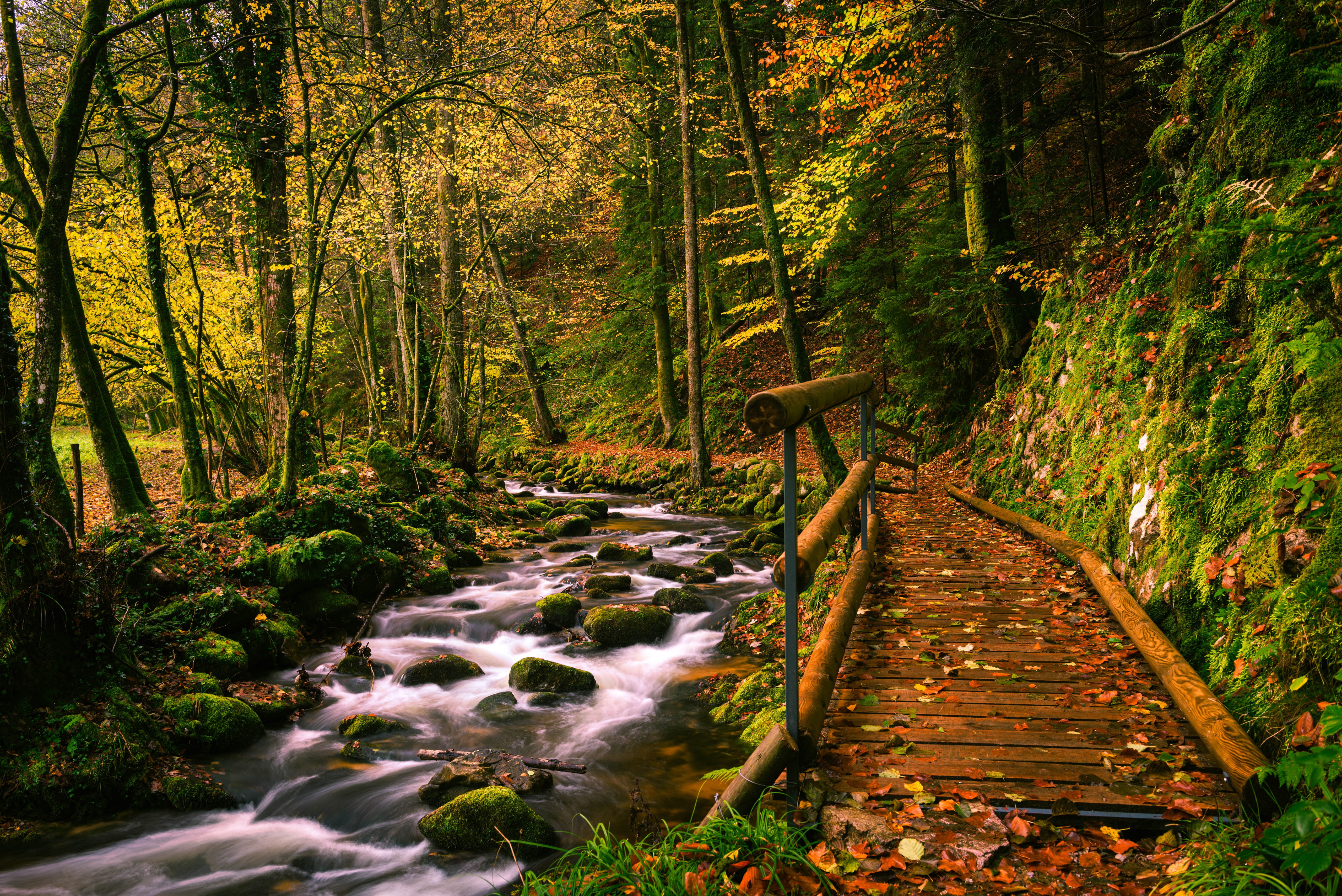 4K, Stones, Autumn, Forests, Moss, Stream Gallery HD Wallpaper