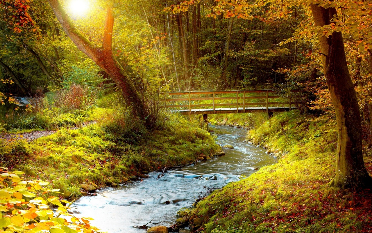 Free download Autumn Forest Stream Windows 8 Wallpaper wallpaper x [1280x800] for your Desktop, Mobile & Tablet. Explore Stream Wallpaper. Trout Stream Wallpaper, HP Stream 7 Wallpaper, Stream Wallpaper