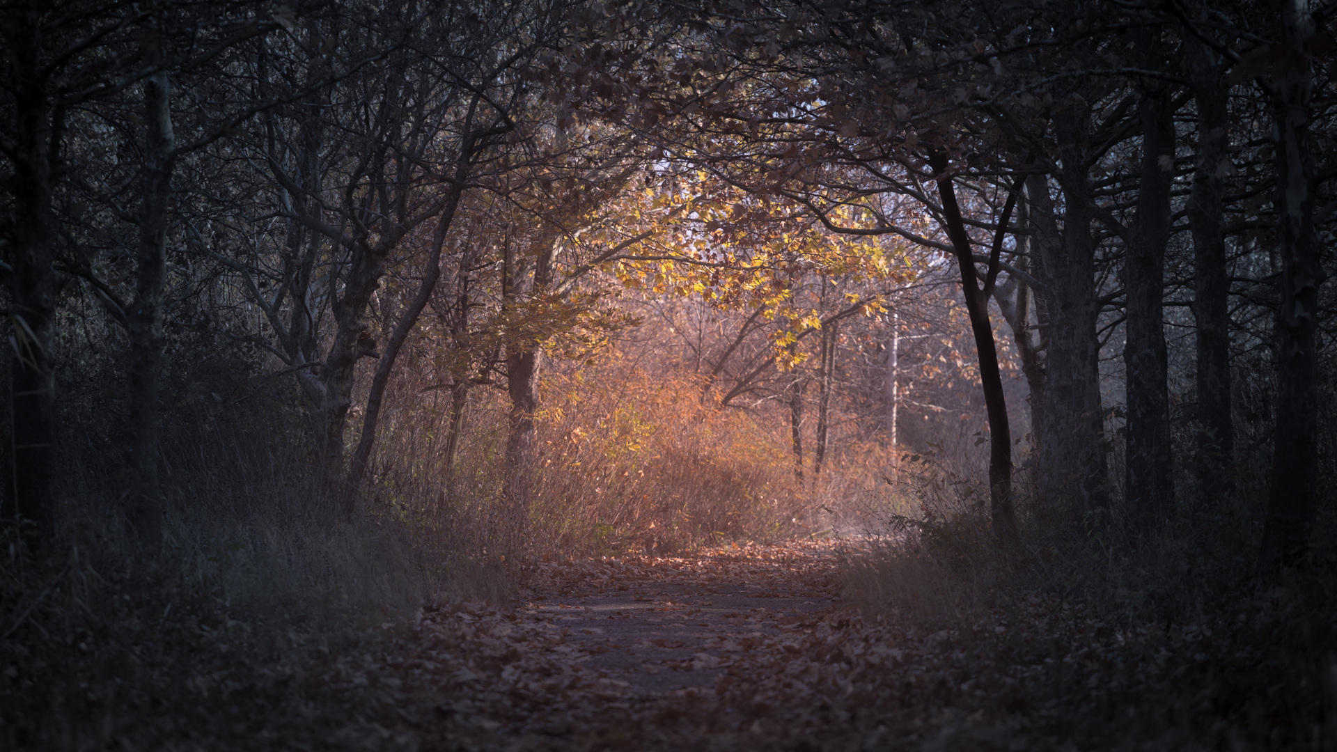 Trees Branch Pathway Dark Autumn Forest Backlit Laptop Full HD 1080P HD 4k Wallpaper, Image, Background, Photo and Picture