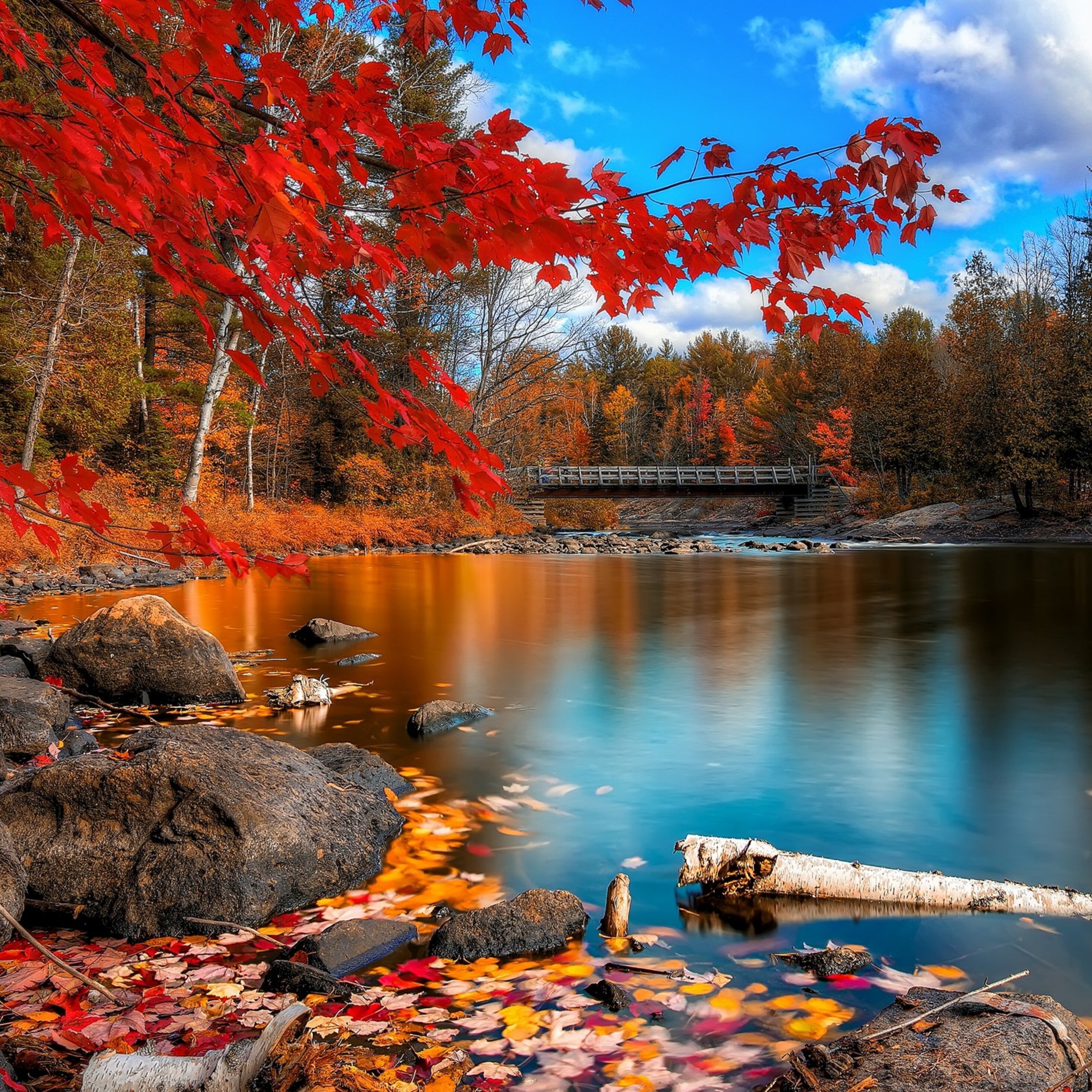 Fall Foliage iPad Pro Retina Display HD 4k Wallpaper, Image, Background, Photo and Picture