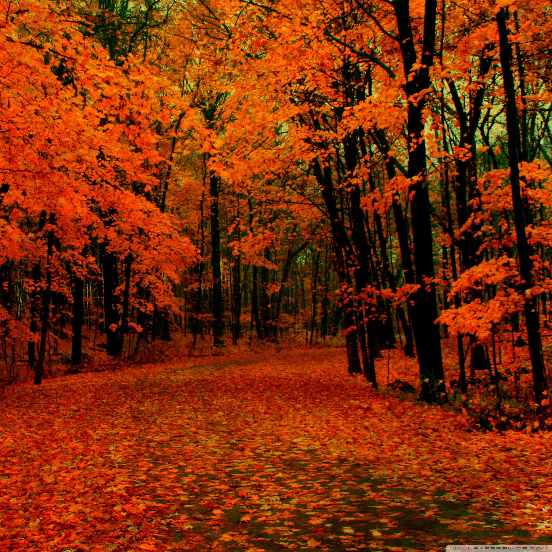 Download Enjoy the beauty of fall season on your iPad Wallpaper