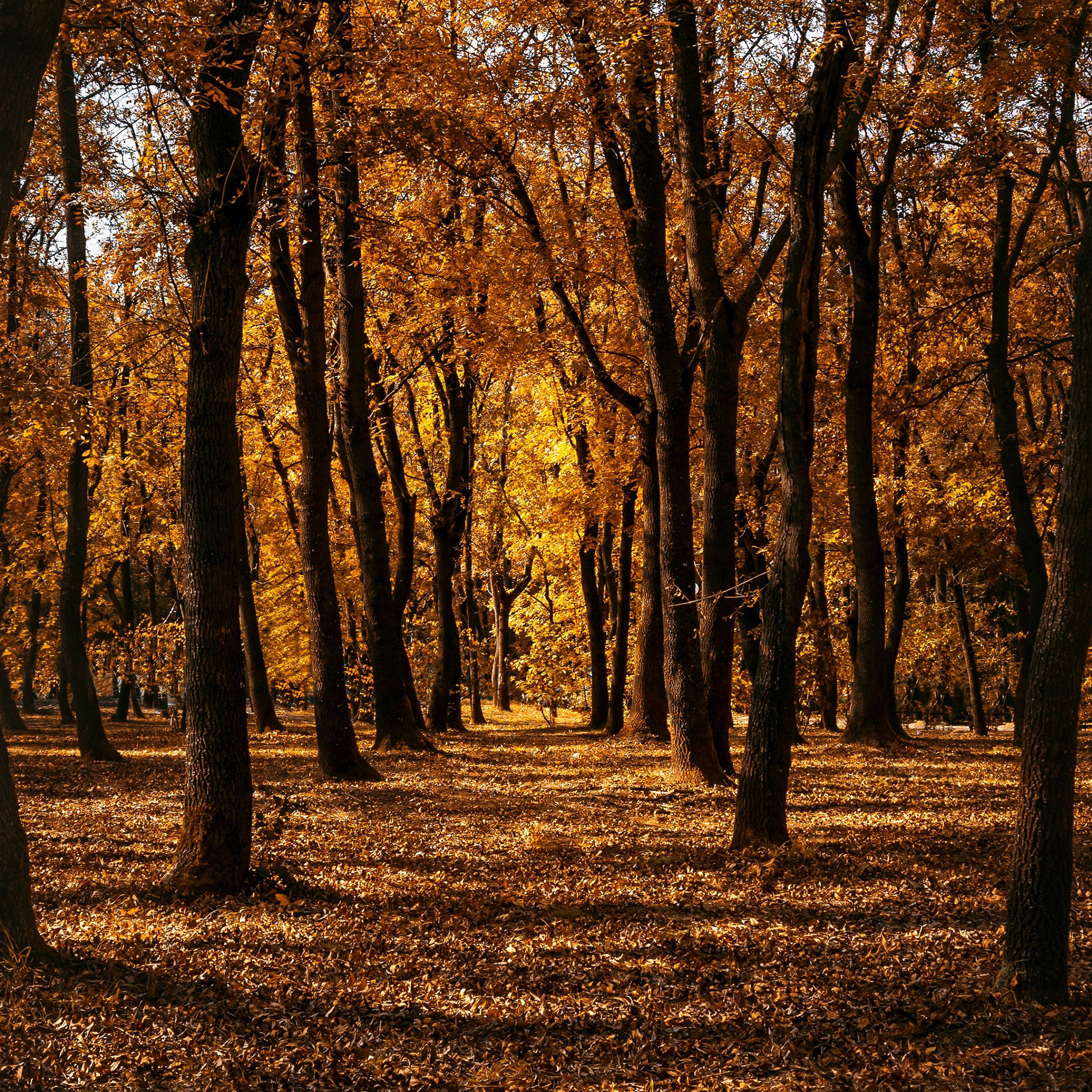 4K Fall Wallpaper for Desktop, iPad & iPhone