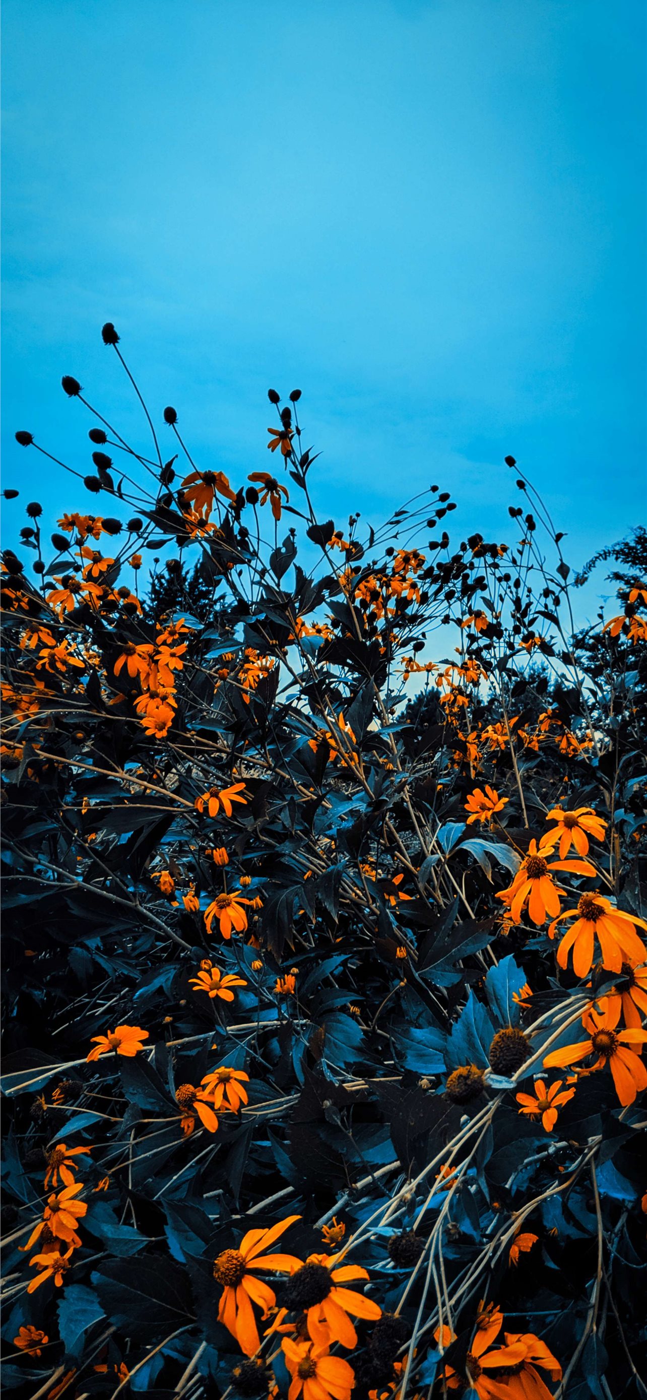 Fall iPhone iPhone Wallpaper Free Download