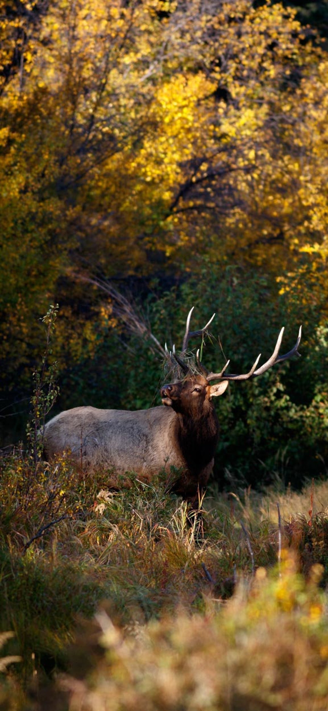 Bull Elk Autumn Wallpaper iPhone 14 All Models & Older