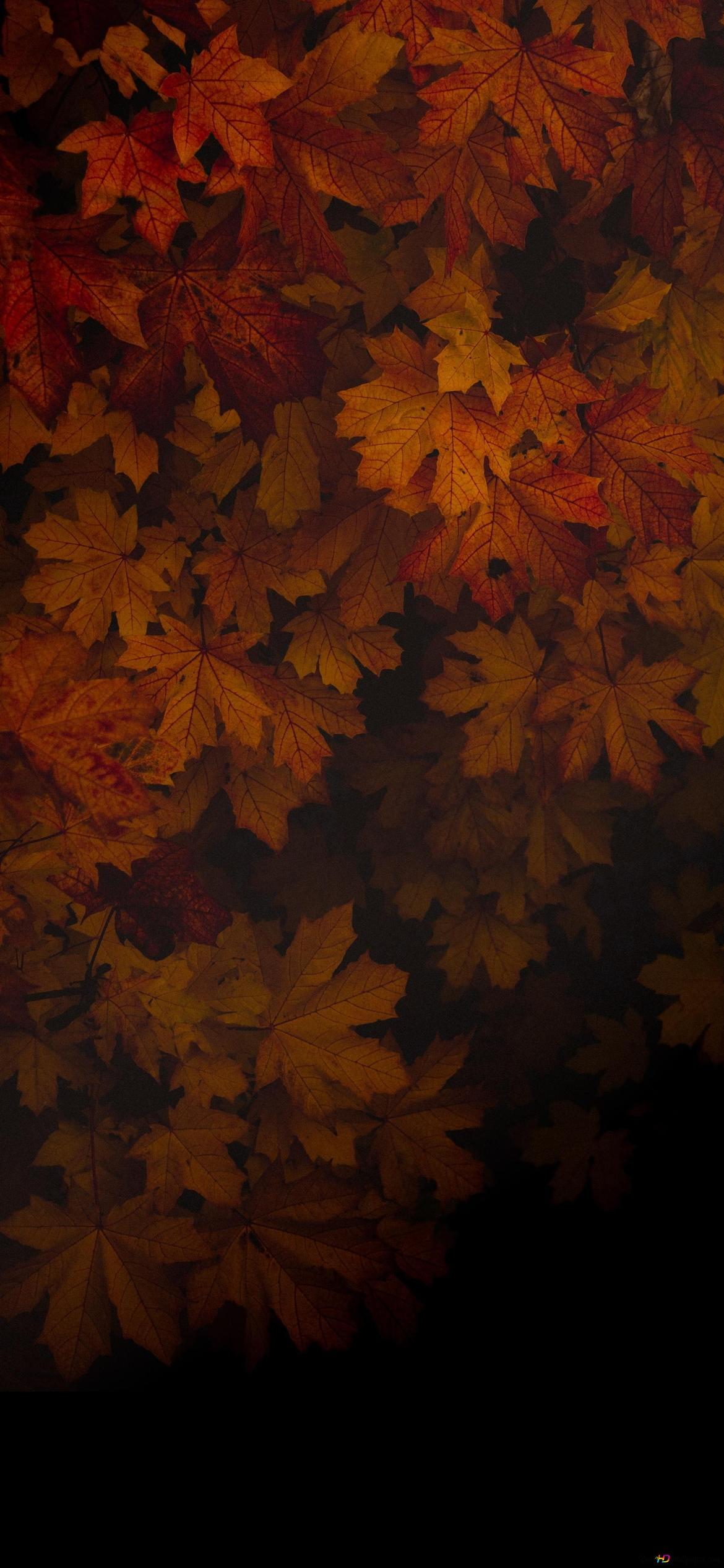Dark fall leaves autumn HD wallpaper download