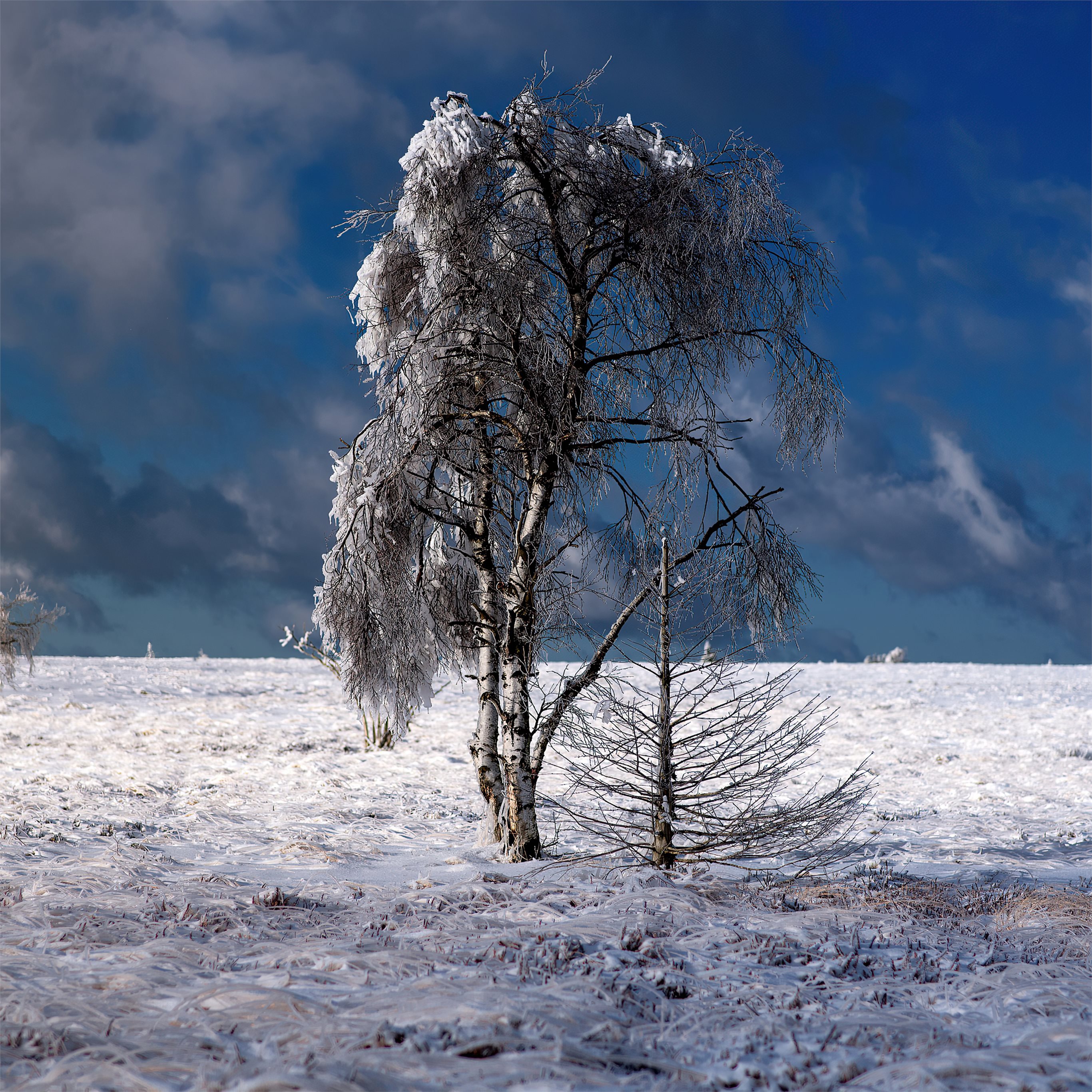 snow outdoor tree 4k iPad Wallpaper Free Download