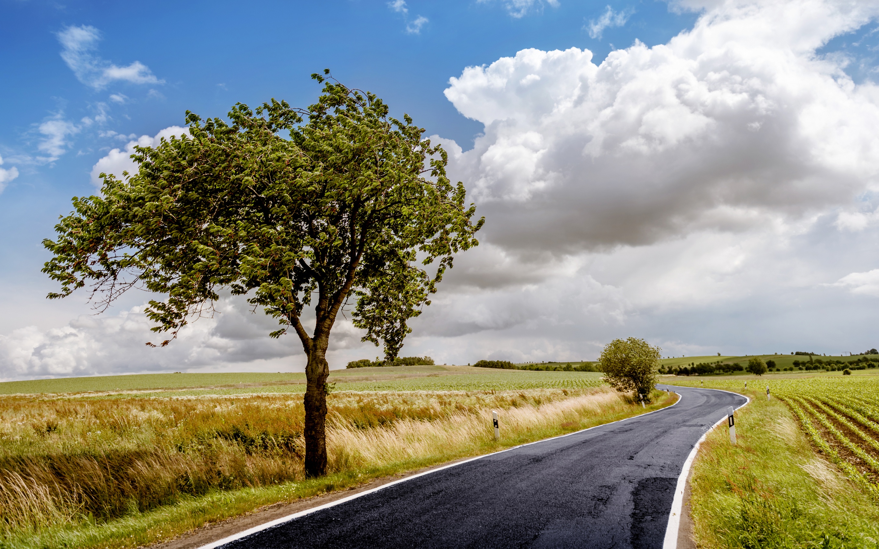 Countryside Wallpaper 4K, Lone tree, Tarmac, Road