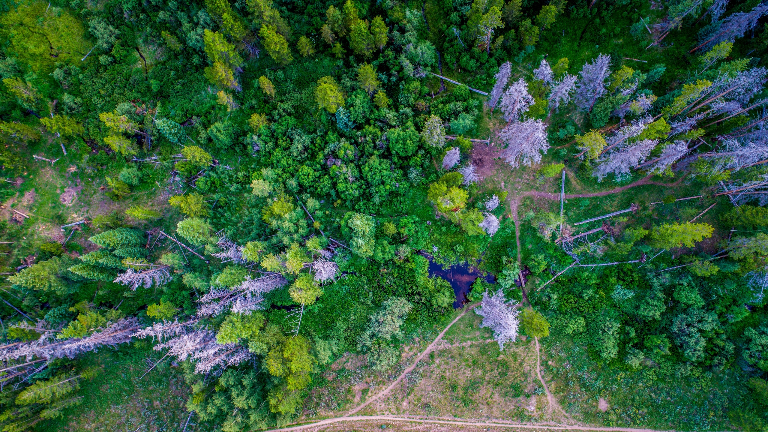 Wallpaper / a drone shot of narrow paths near a group of dead gray trees in a lush green forest, small forest paths from above 4k wallpaper free download