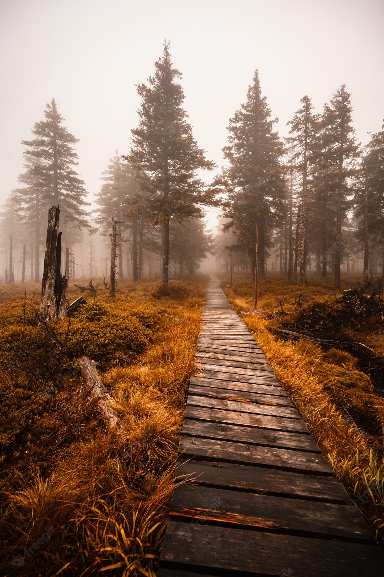 Wooden Path Image