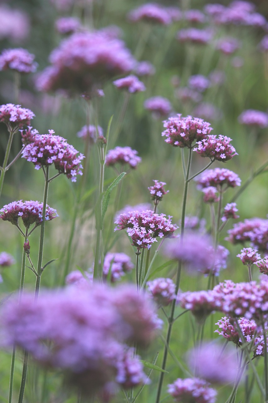 Free Verbena & Nature Image