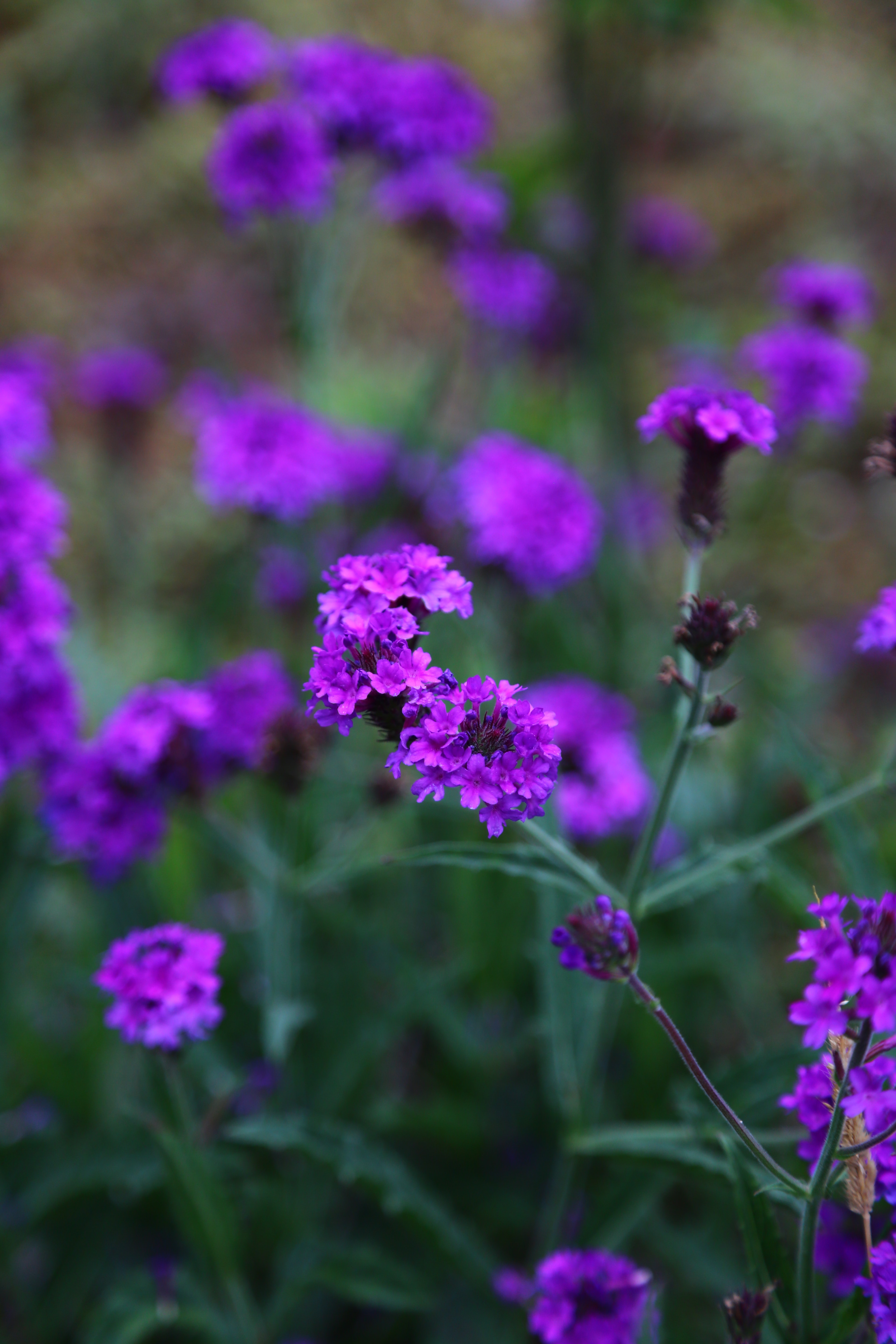 Verbena Photo, Download The BEST Free Verbena & HD Image