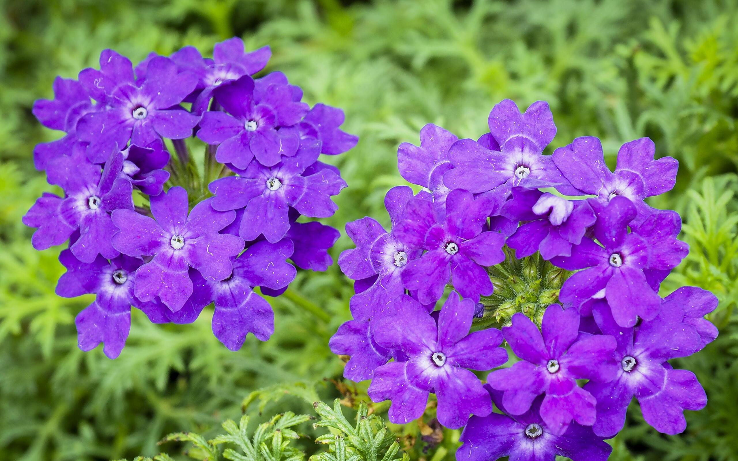 Verbena Californica HD wallpaper