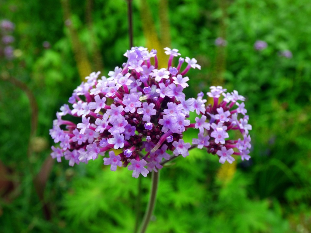 Verbena Image: PICRYL Domain Media Search Engine Public Domain Search