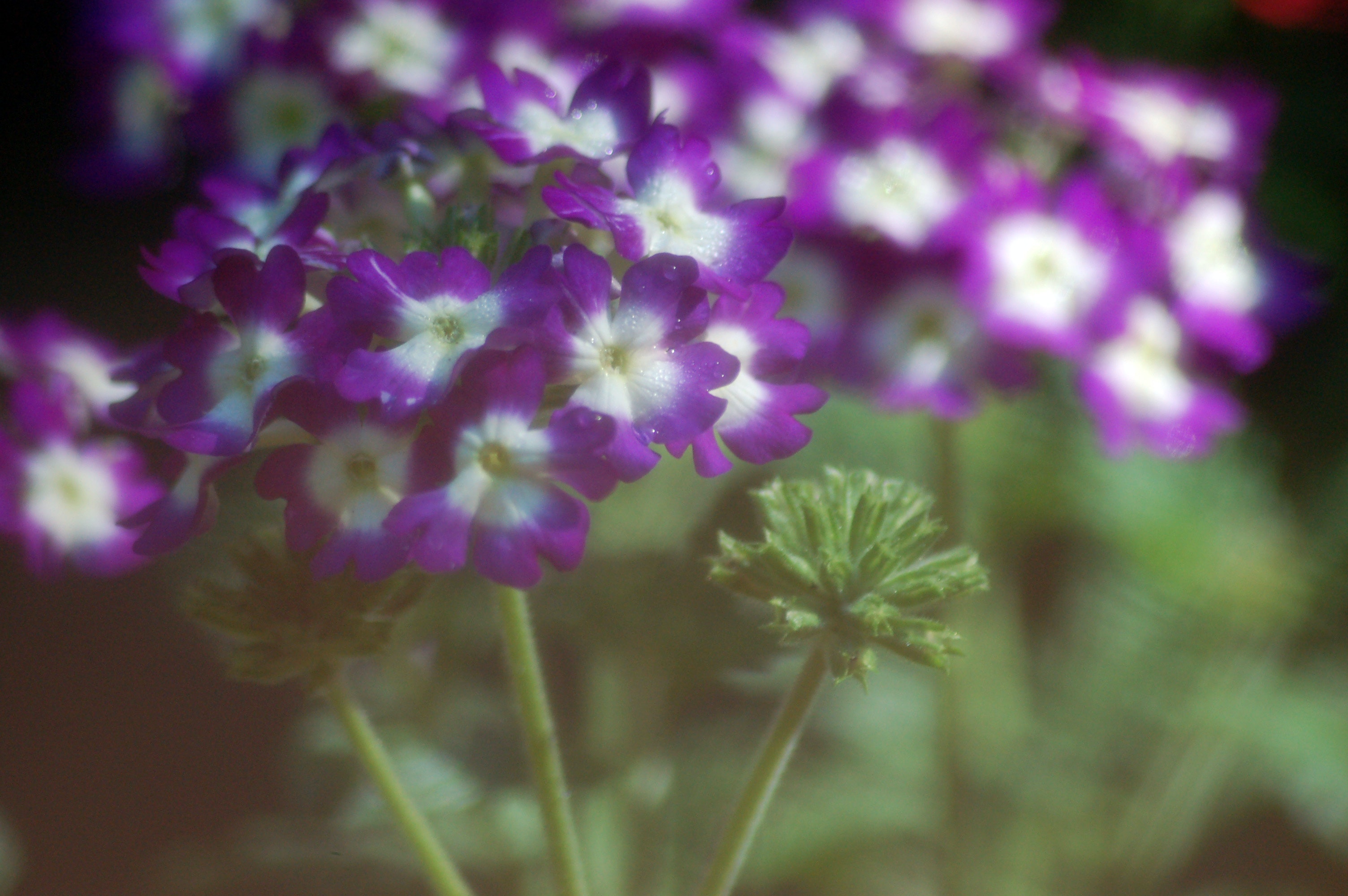 Verbena Photo, Download The BEST Free Verbena & HD Image