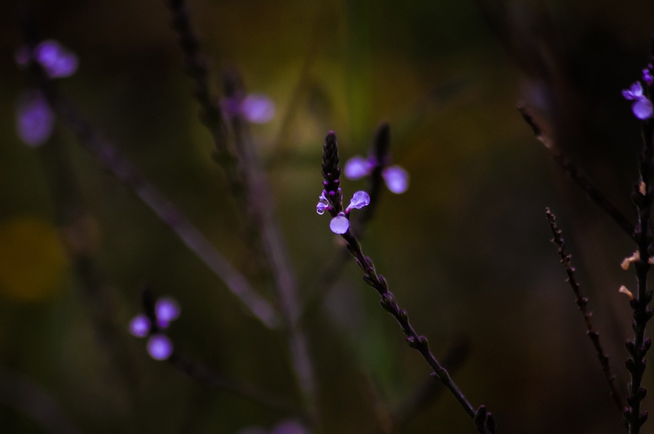 Blue Vervain Flowers Purple