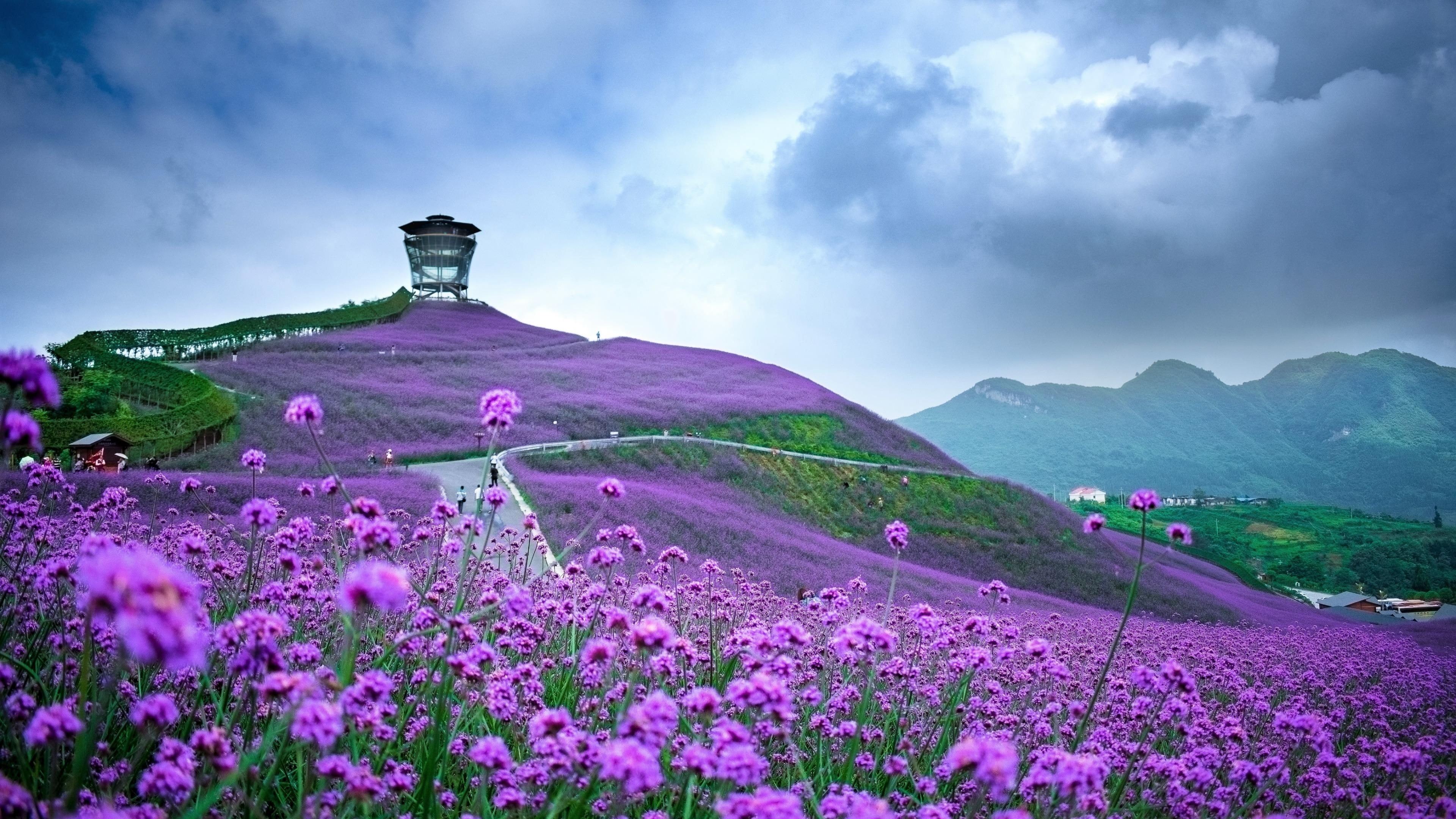 verbena 1080P, 2k, 4k Full HD Wallpaper, Background Free Download