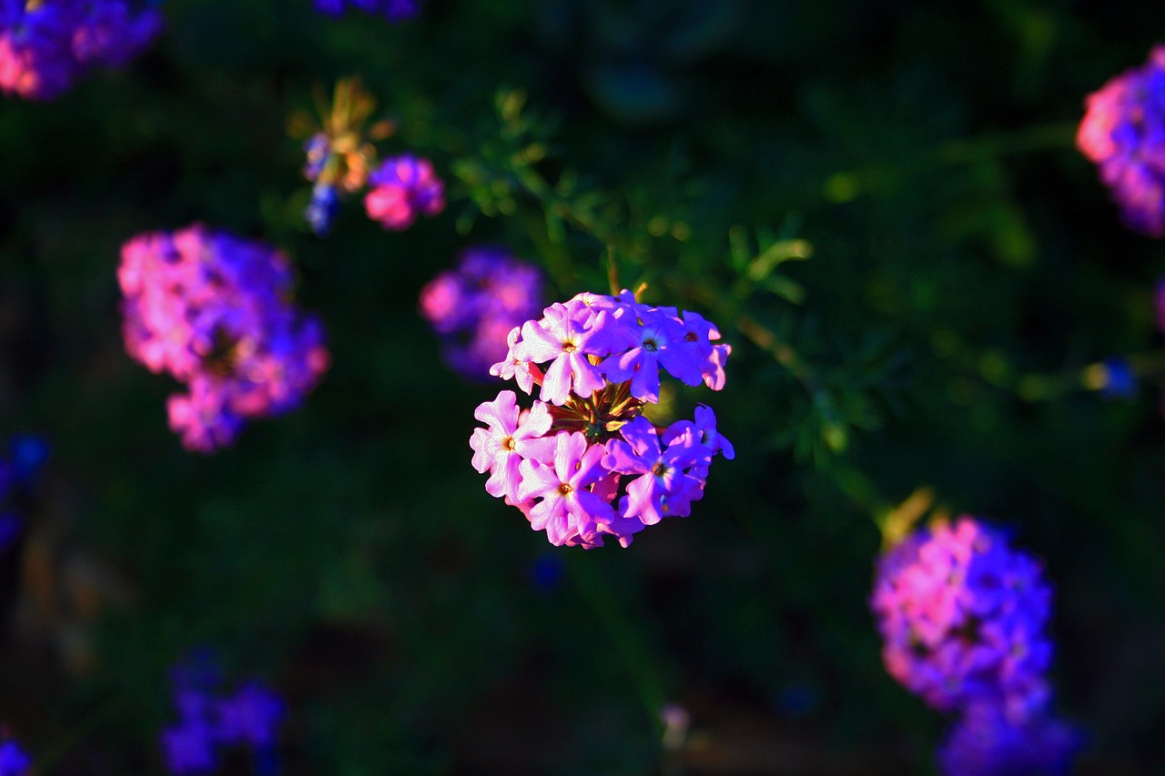 Flowers Verbena Bloom