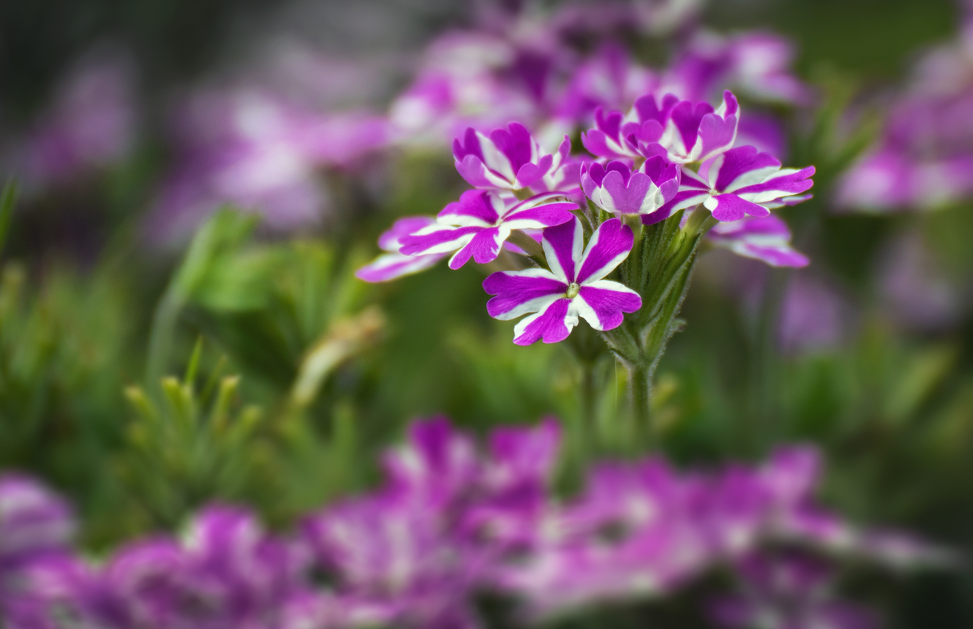 Free Image, verbena, flower, purple, petal, terrestrial plant, violet, grass, herbaceous plant, groundcover, magenta, flowering plant, annual plant, Pedicel, macro photography, shrub, subshrub, perennial plant, natural landscape, pink family, plant stem