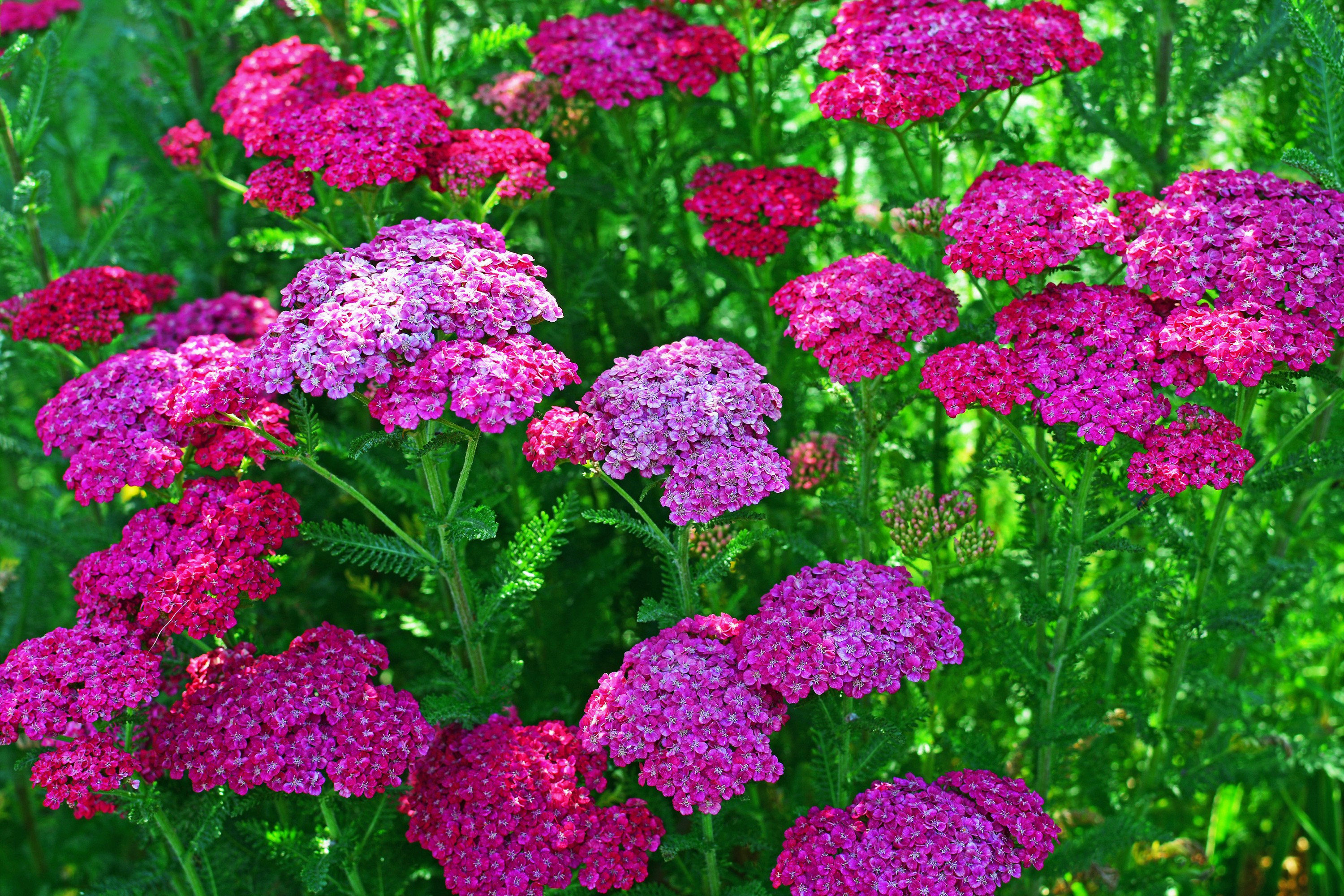 Verbena HD Wallpaper and Background