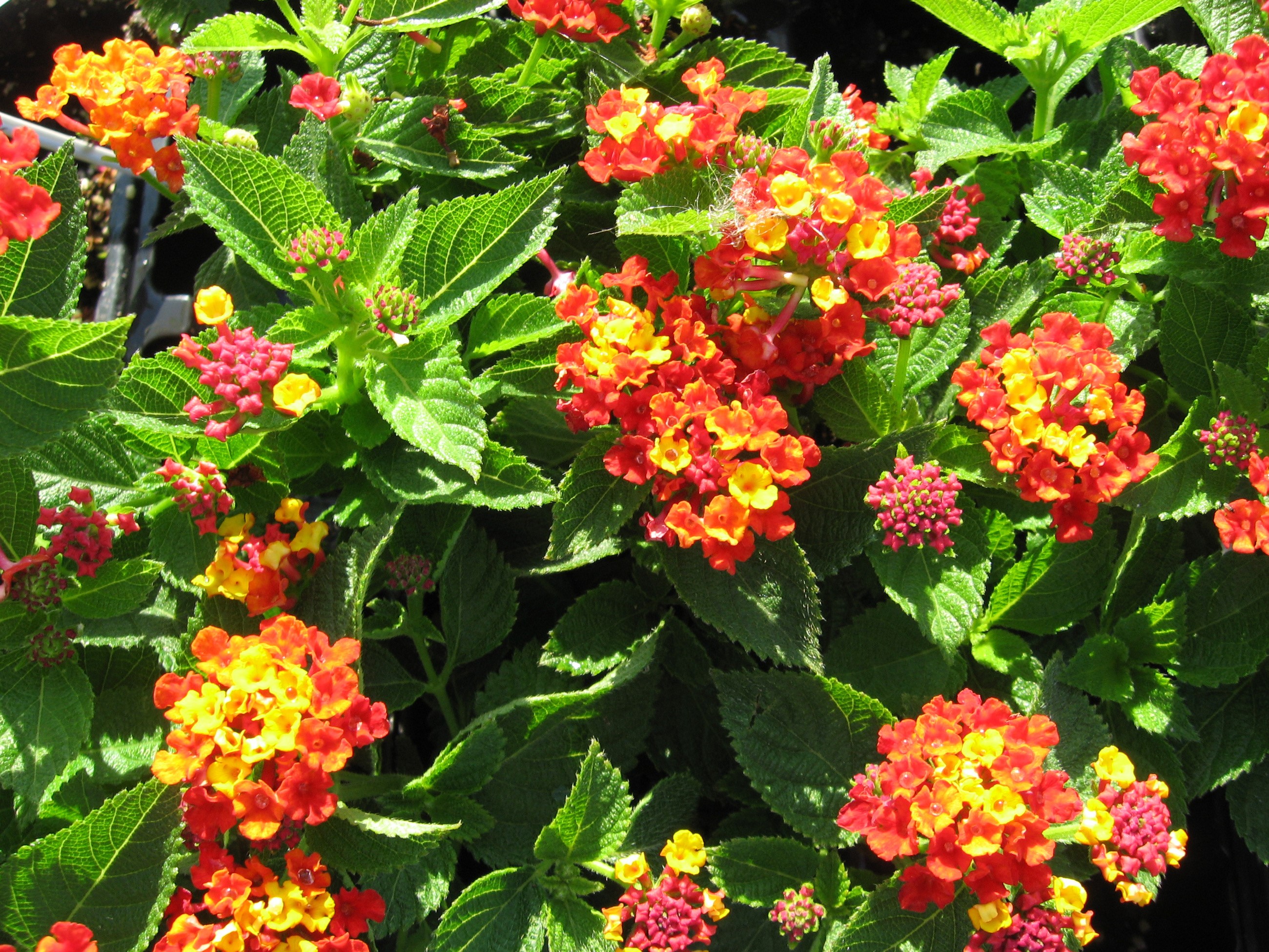 Verbena, Flower Bud Gallery HD Wallpaper