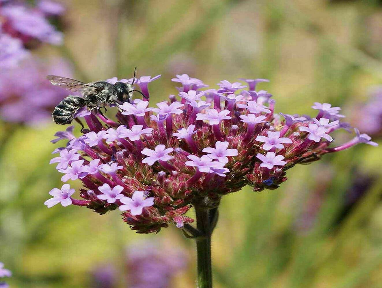 Amazon.com, 1000 Purpletop Vervain Flower Seeds Verbena Bonariensis, Patio, Lawn & Garden