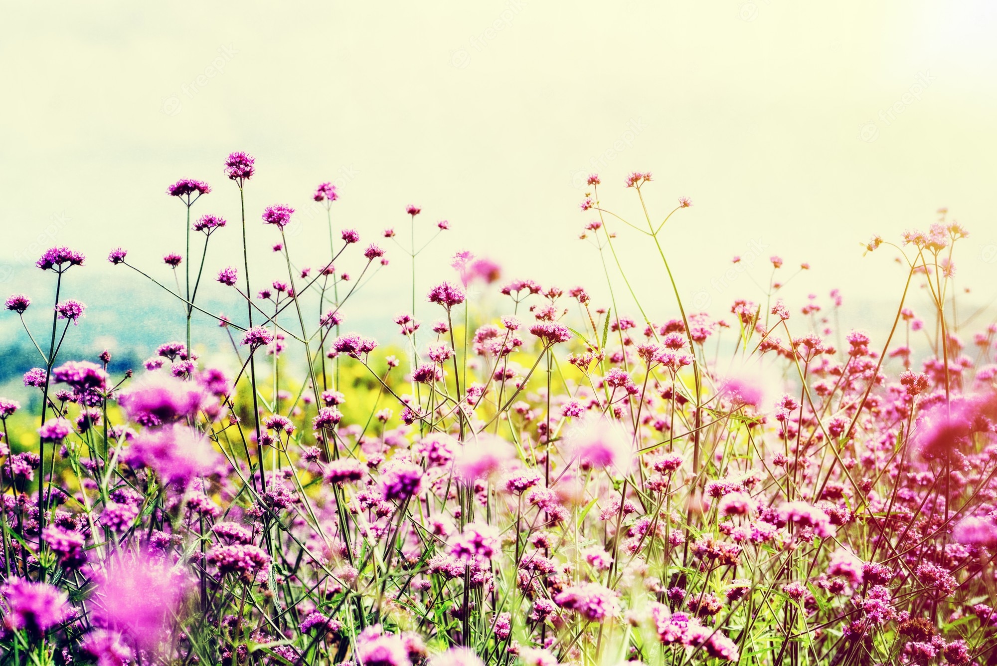 Premium Photo. Beautiful nature purple flower field of verbena bonariensis or purpletop vervain under the bright sky and sunlight in the evening for background vintage style in thailand