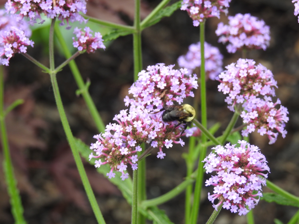 Verbena bonariensis (Argentinian Vervain, Brazilian Verbena, Brazilian Vervain, Clustertop Verbena, Purple Top, Tall Verbena, Tall Vervain, Vervain). North Carolina Extension Gardener Plant Toolbox