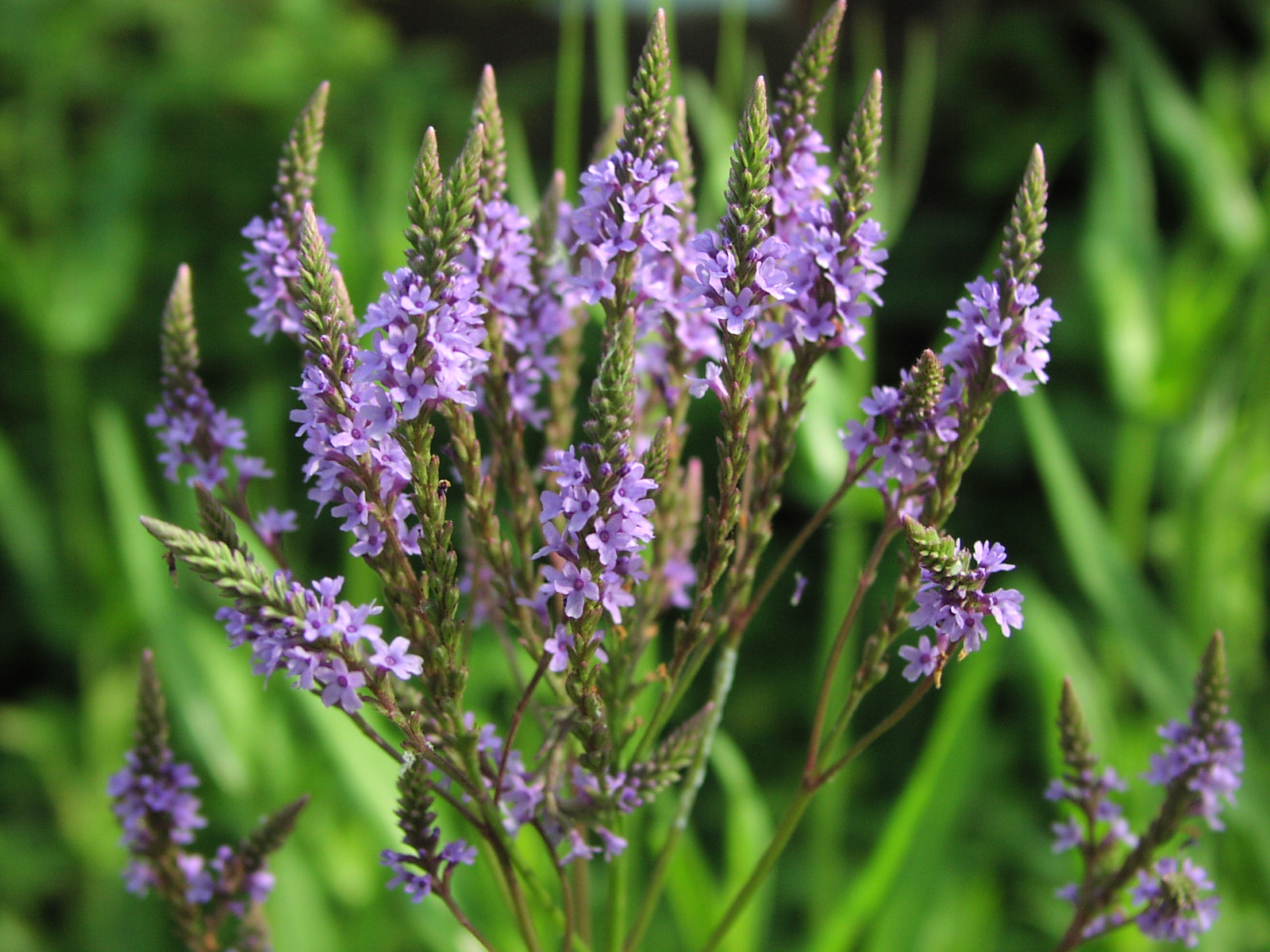 Wildflower: Blue Vervain (Verbena hastata), Samuel Justice Trail