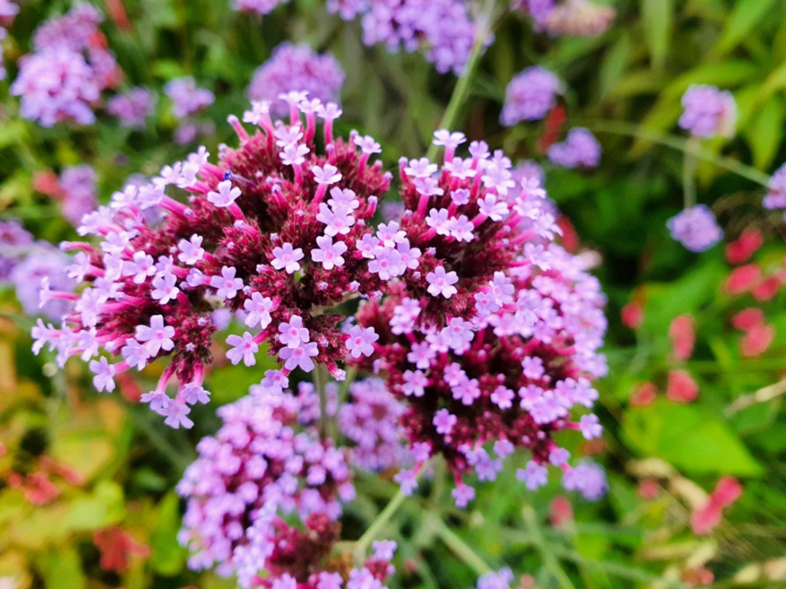 Planting Verbena Flower Growing Conditions And Care