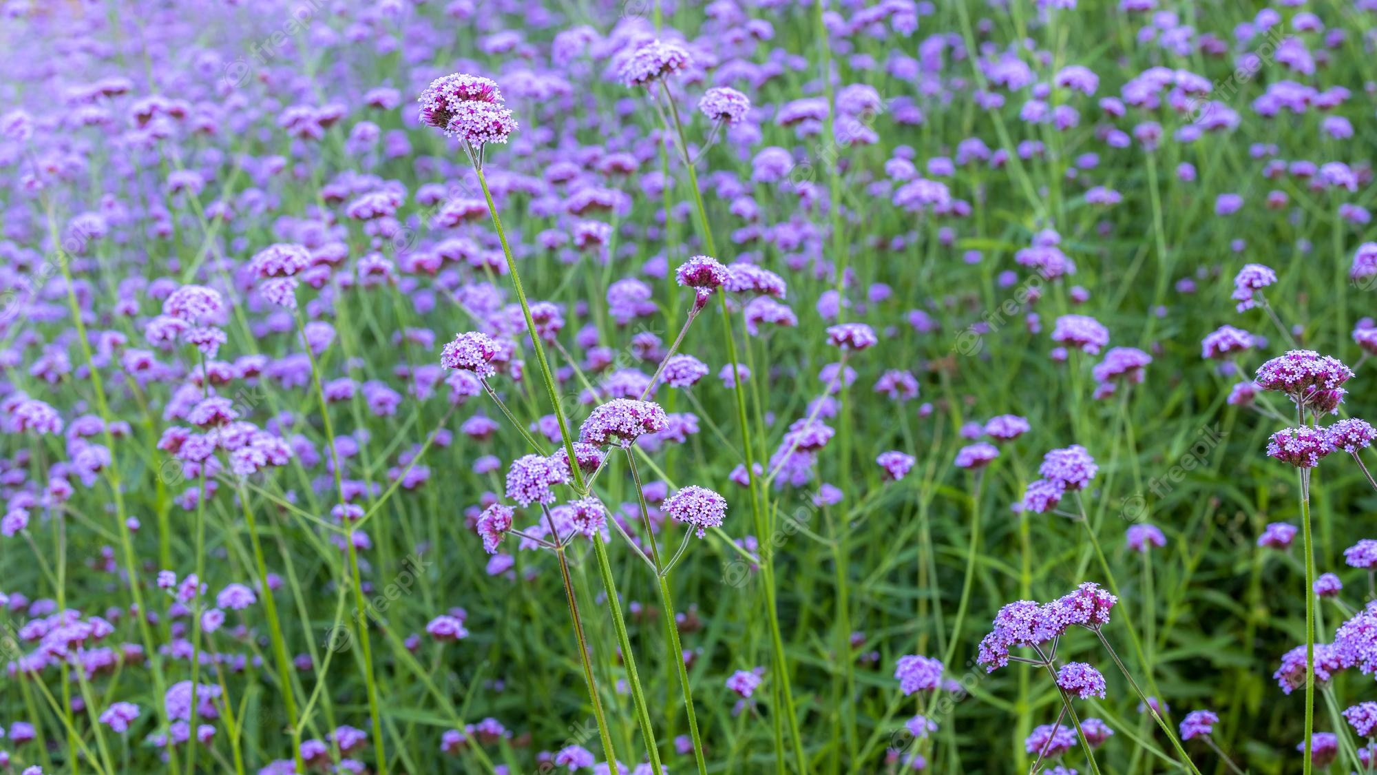 Premium Photo. Purple flower background beautiful verbena flower blooming field verbena purple flower nature beautiful beautiful violet verbena flowers background
