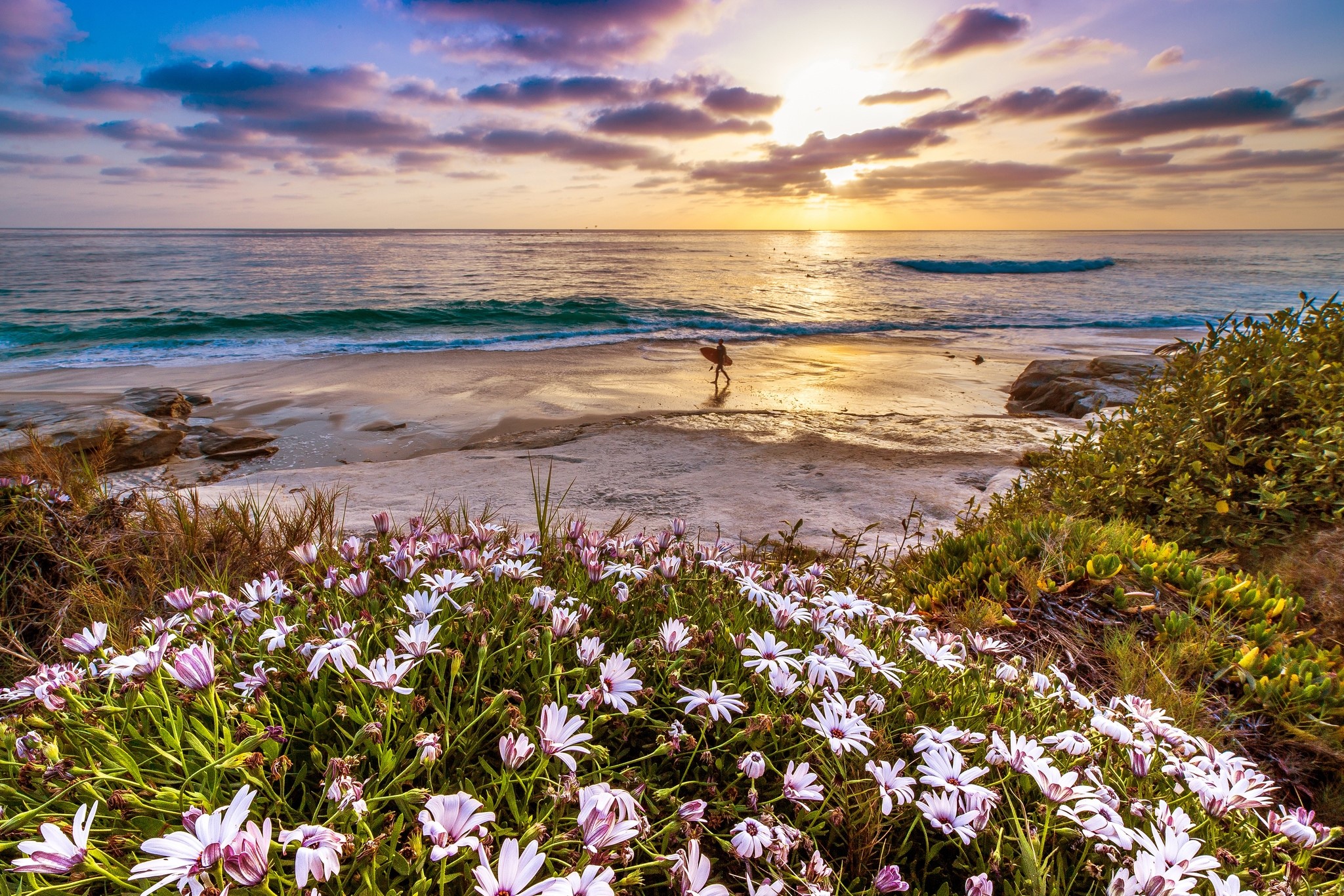 California, Pacific ocean, Flowers, Coast, Sunset wallpaper