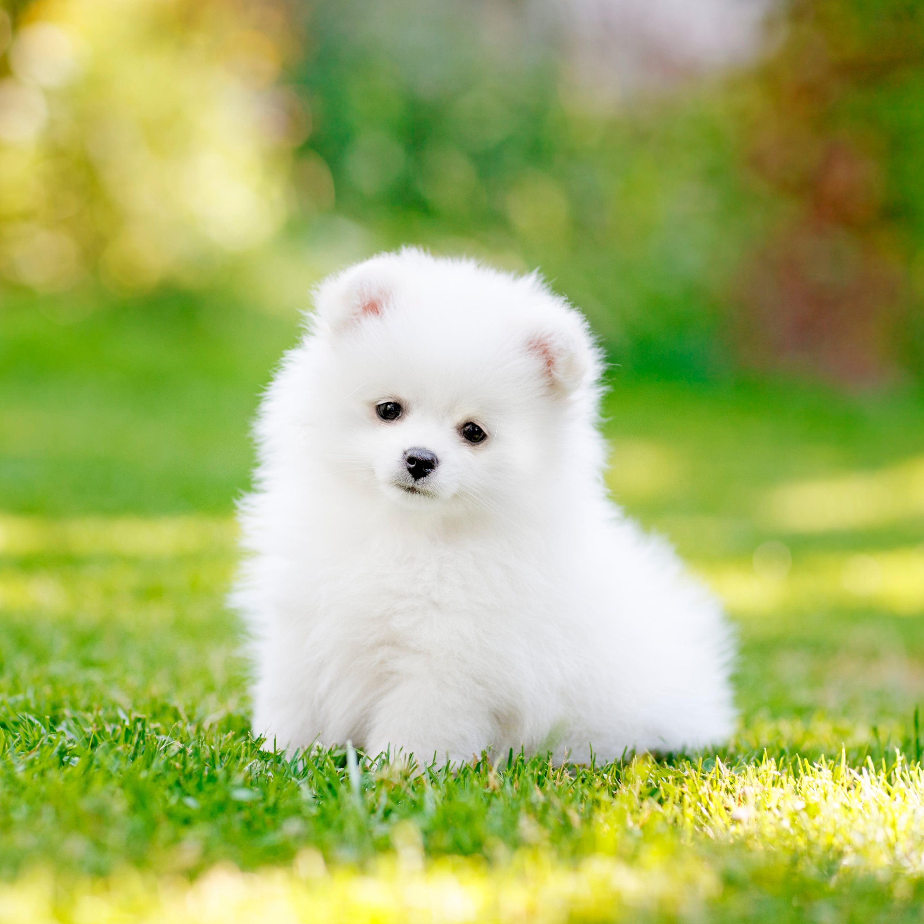 Pomeranian Puppy Pet iPad Wallpaper iPad Wallpaper 4k iPad Wallpaper 5k free download iPad Pro, iPad Mini, iPad Air, iOS, iPadOS, Parallax, iPad retina Wallpaper
