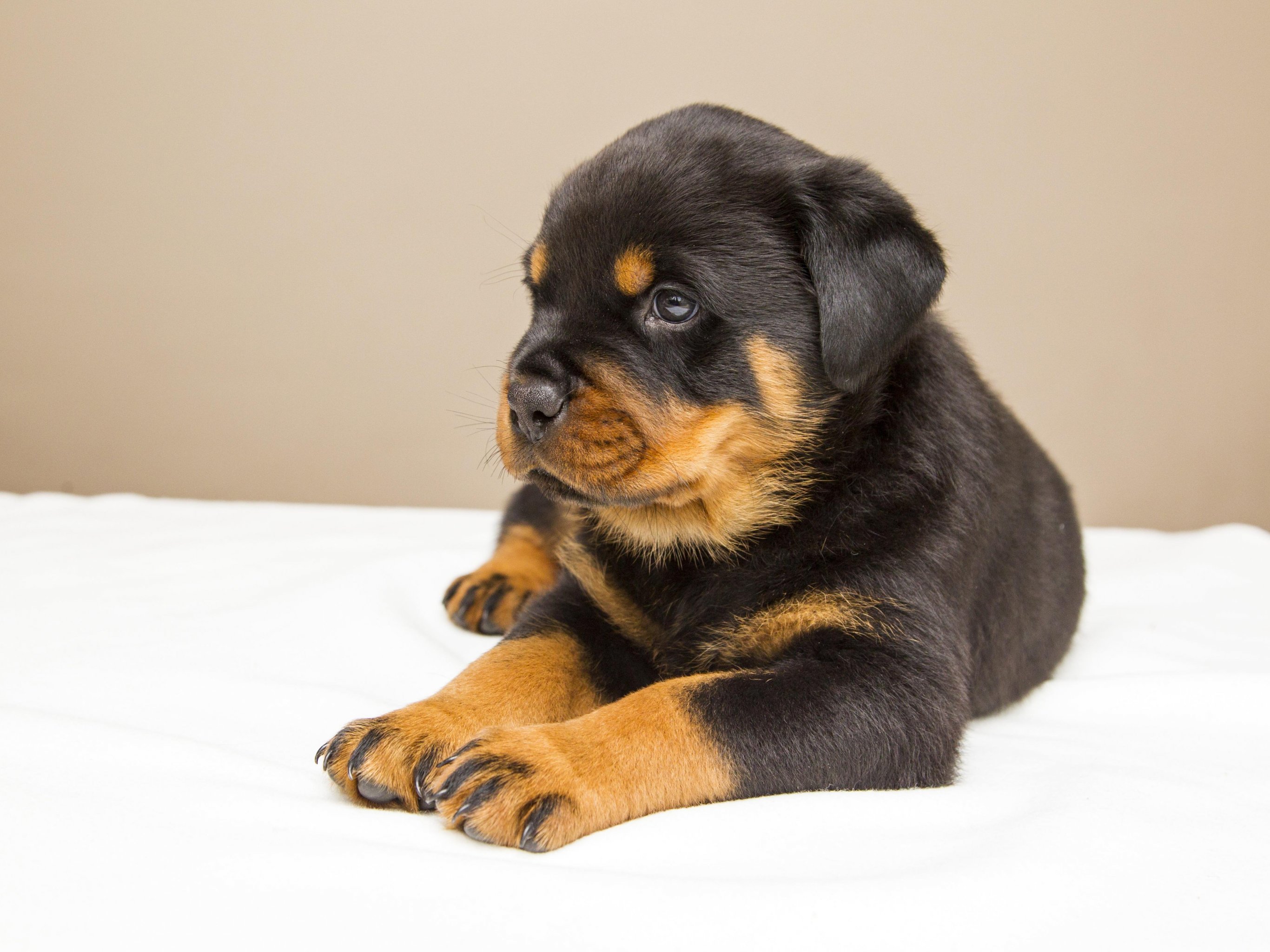 Rottweiler Puppy Wallpaper