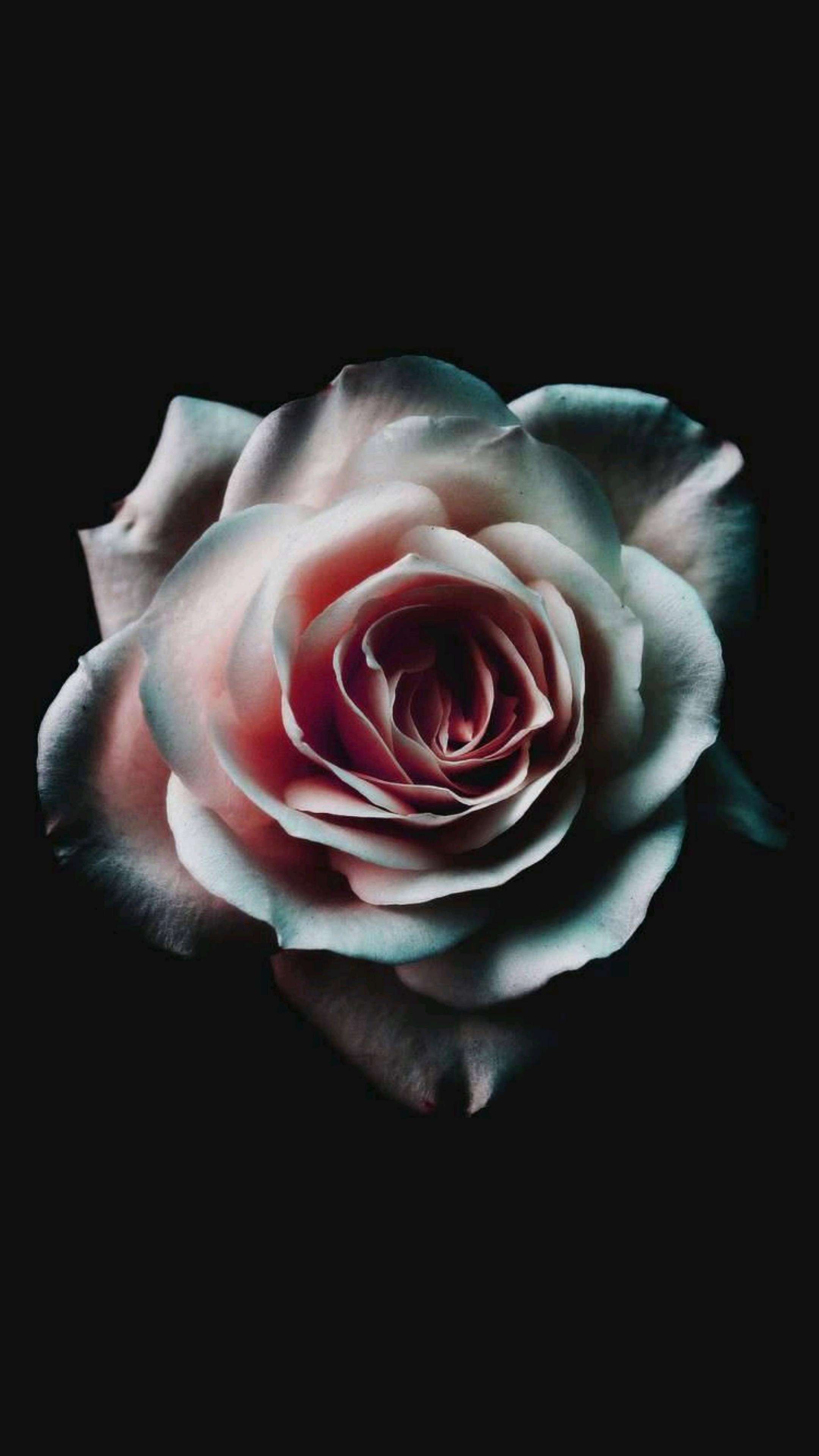 White Pink Rose 4K Phone Wallpaper