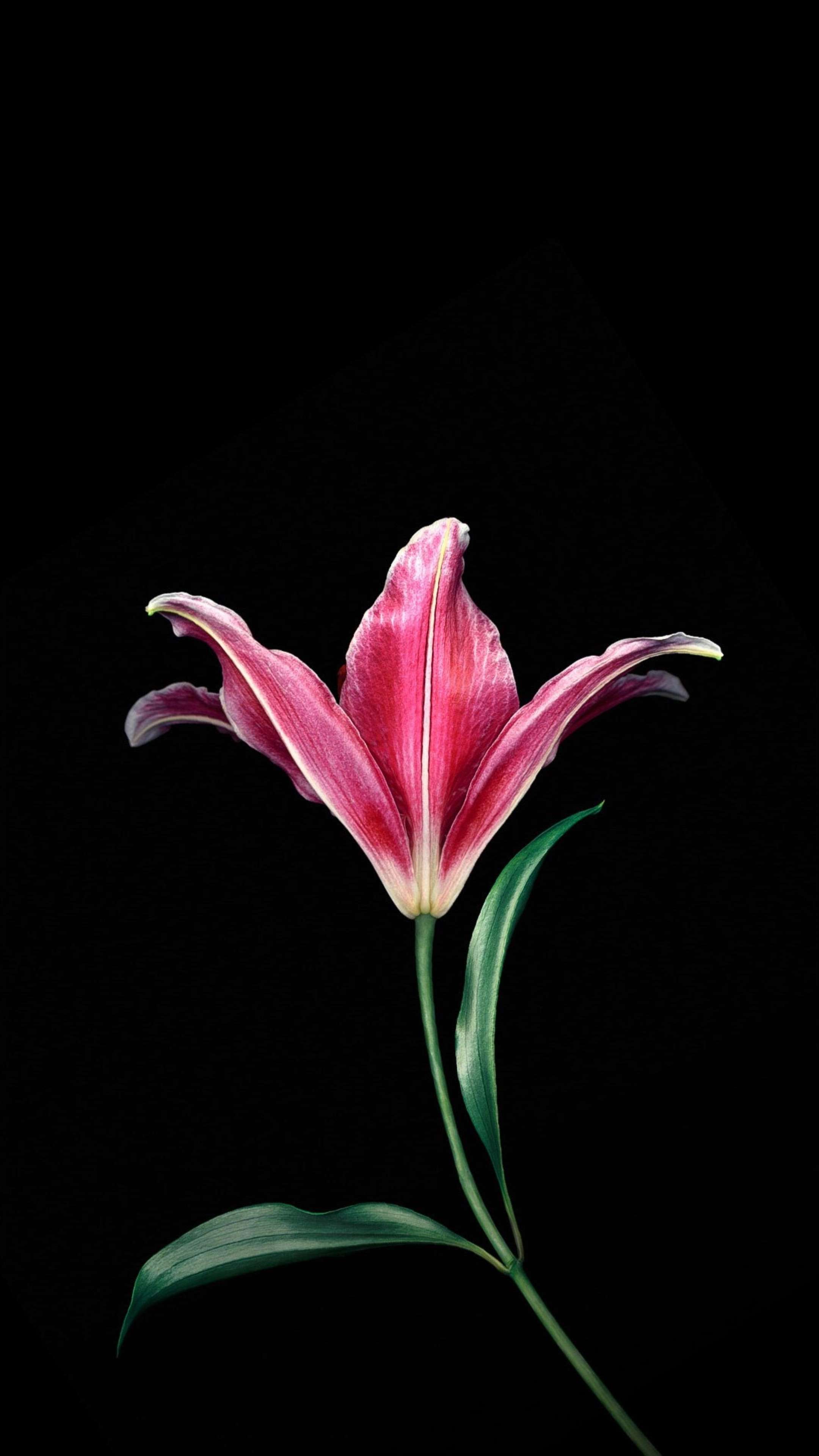Amoled PInk Flower 4K Phone Wallpaper